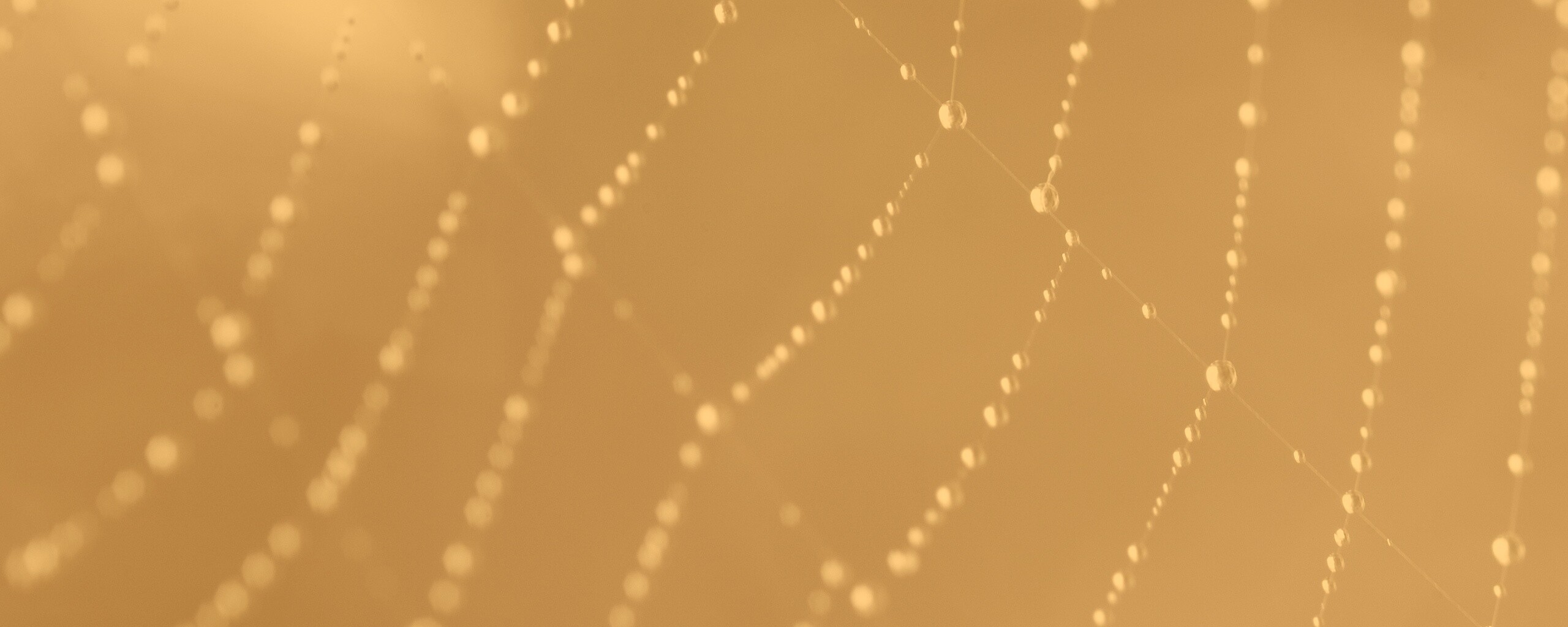 Паучья сеть обои