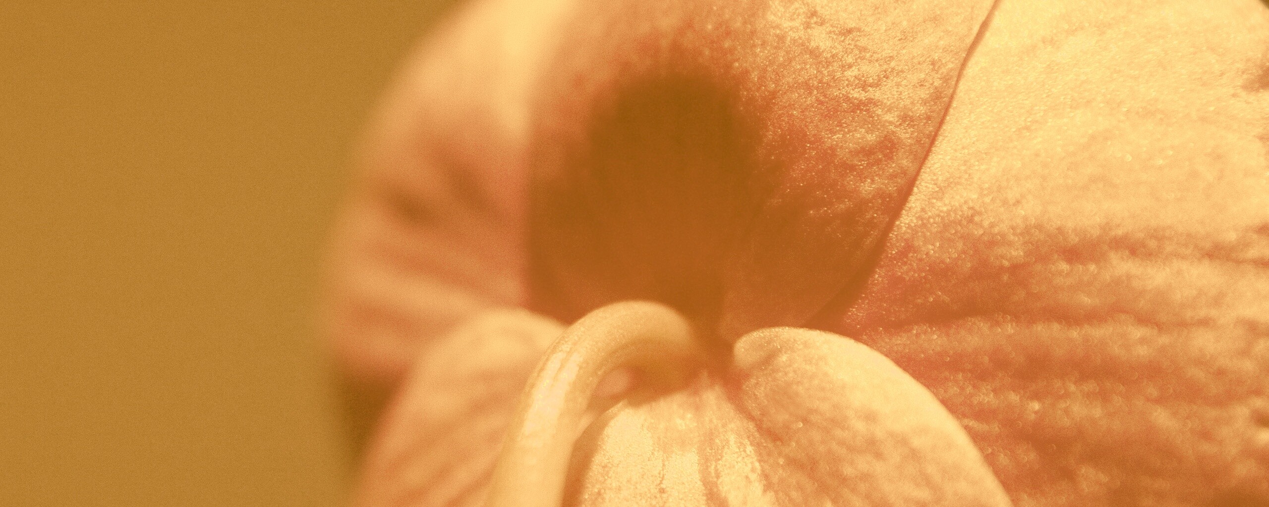 Розовый стебель обои