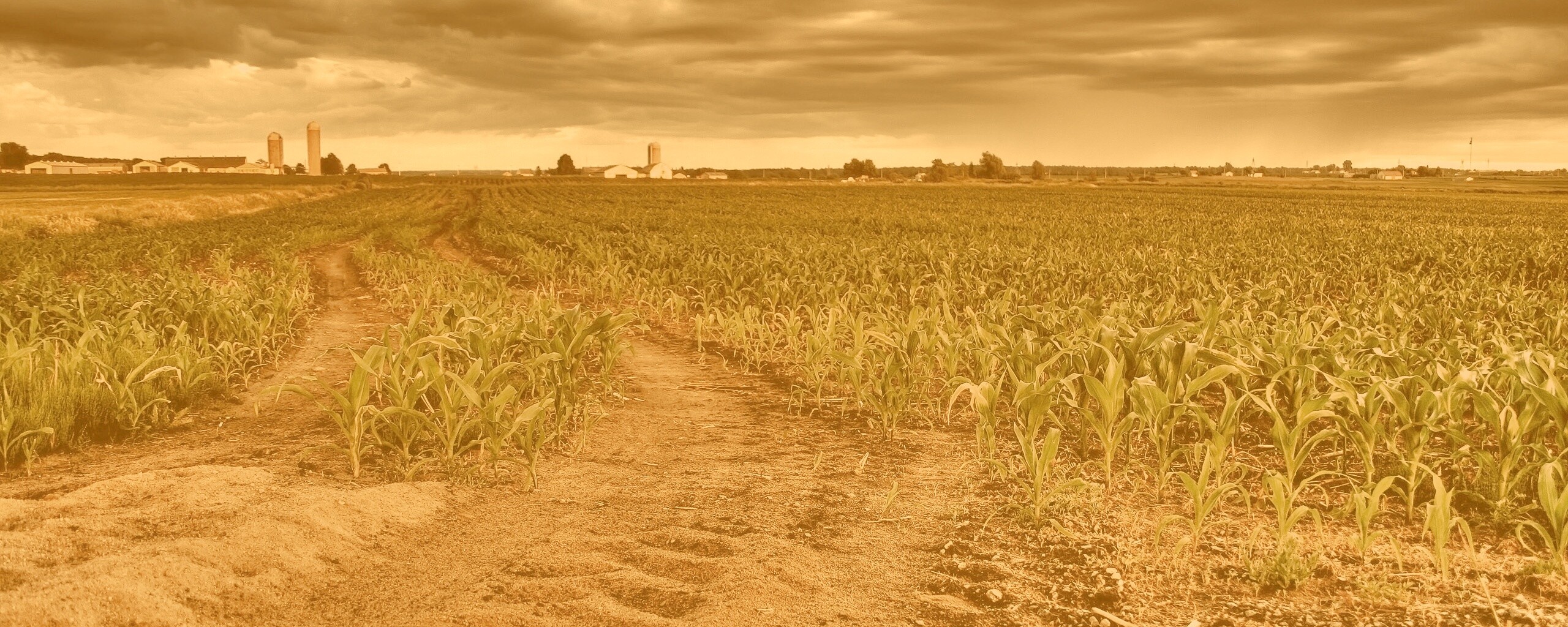 Кукурузное поле у фермы обои