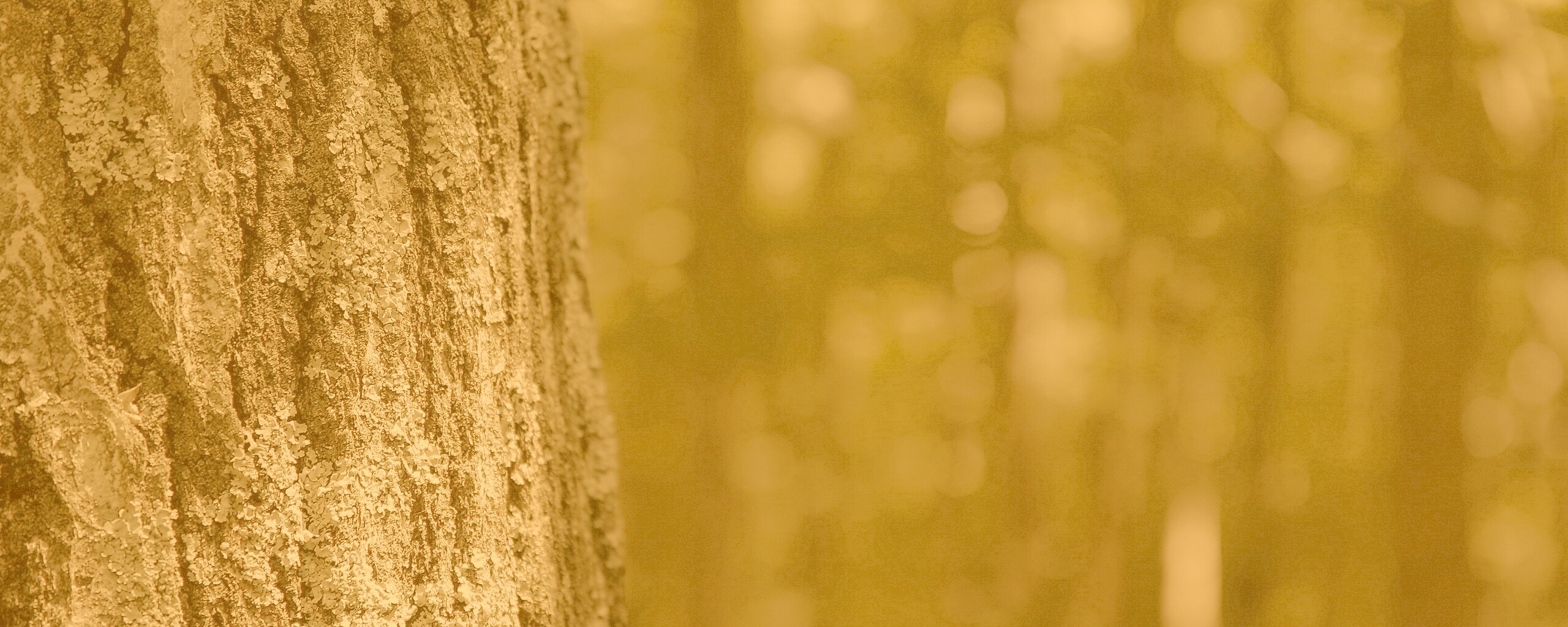 Ствол дерева обои