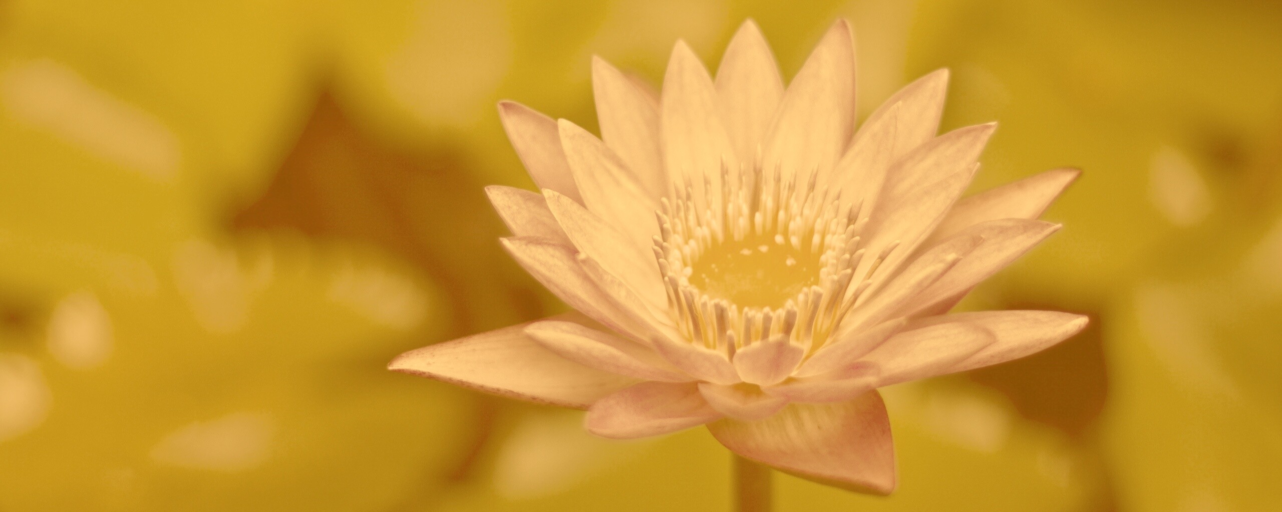 Фиолетовый цветок обои