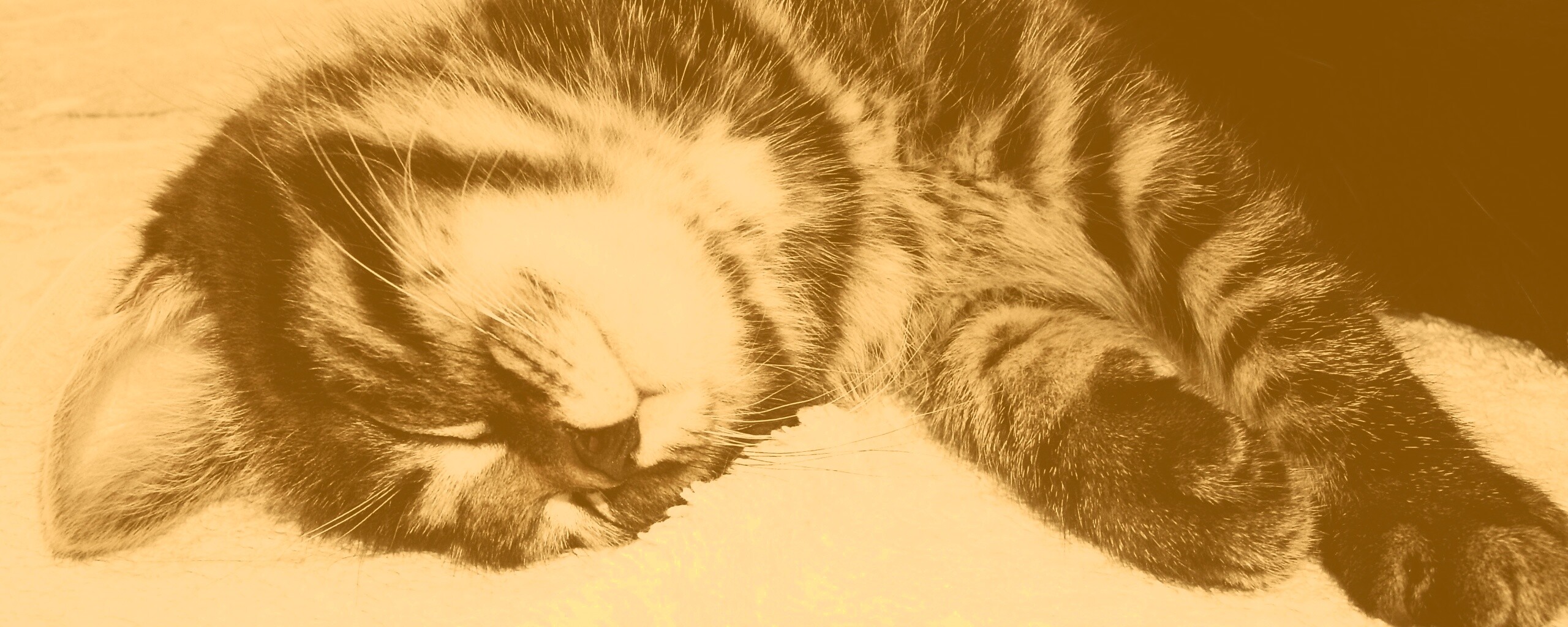 Довольный кот обои