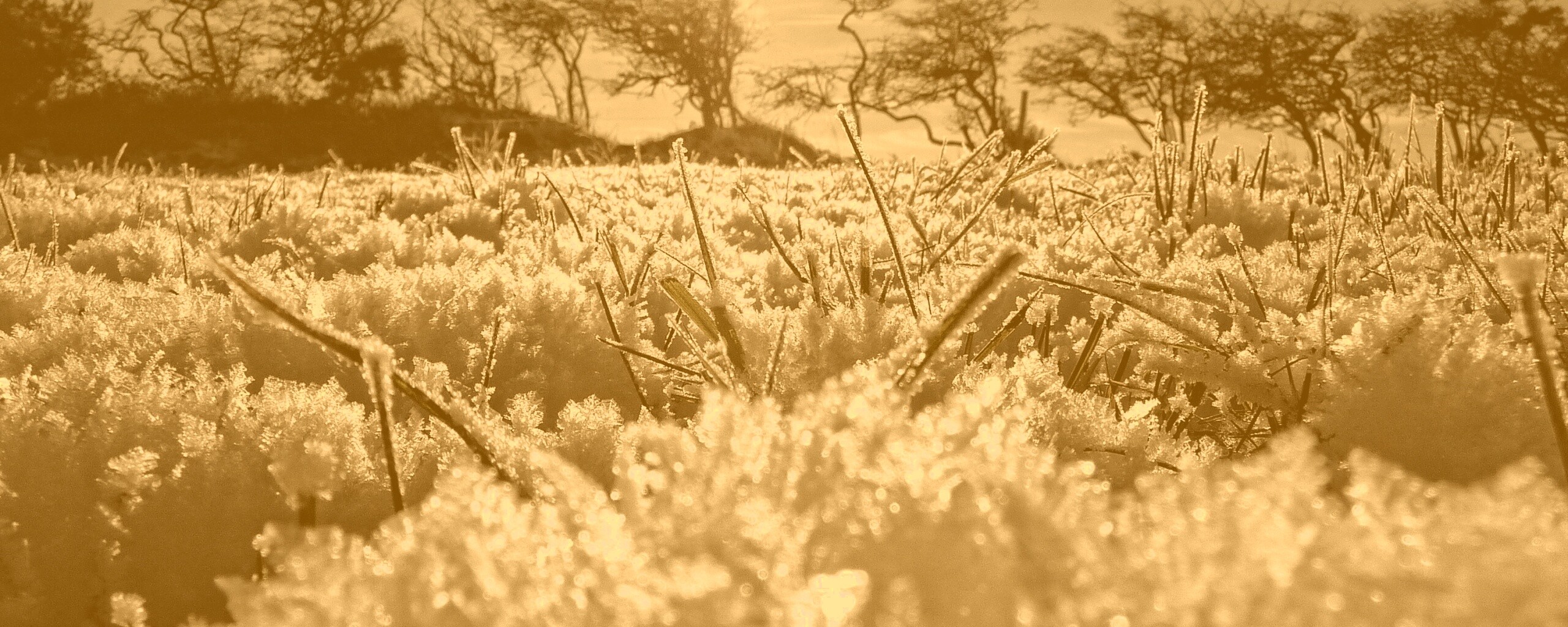 Утренний мороз обои