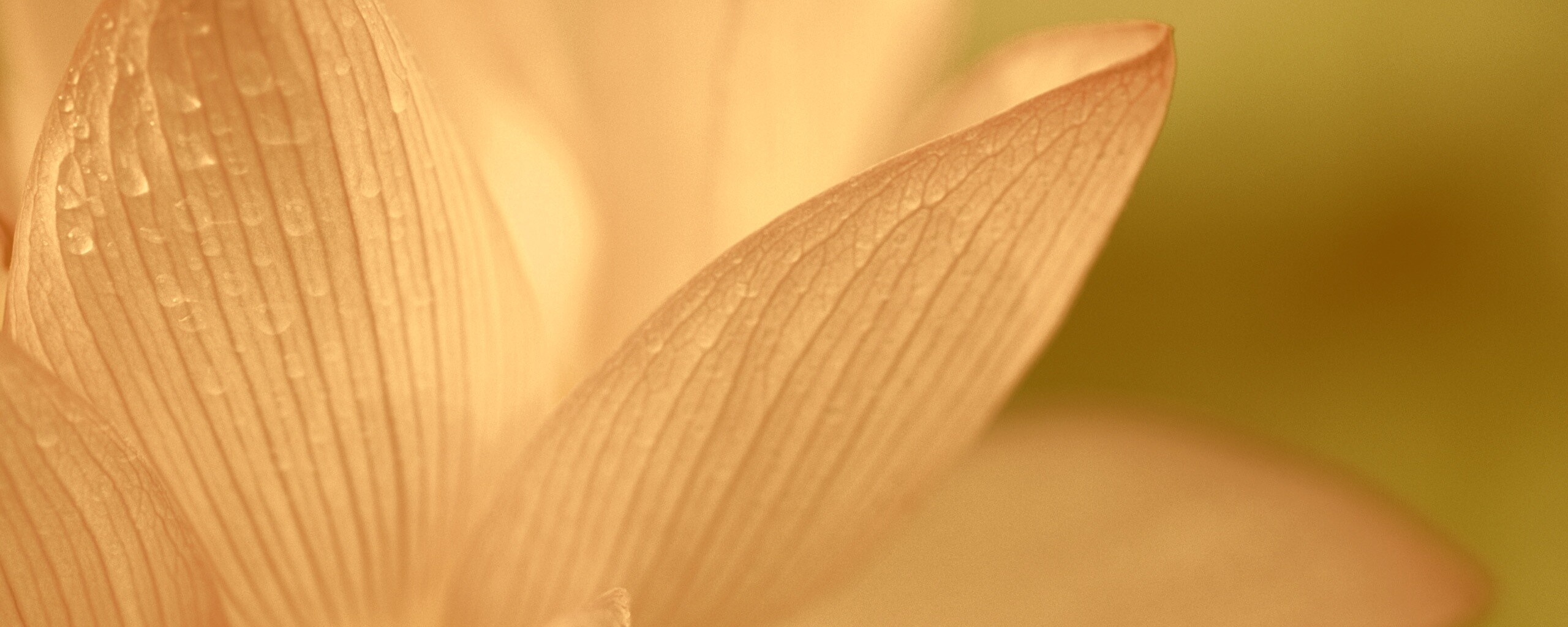 Лепестки цветов обои