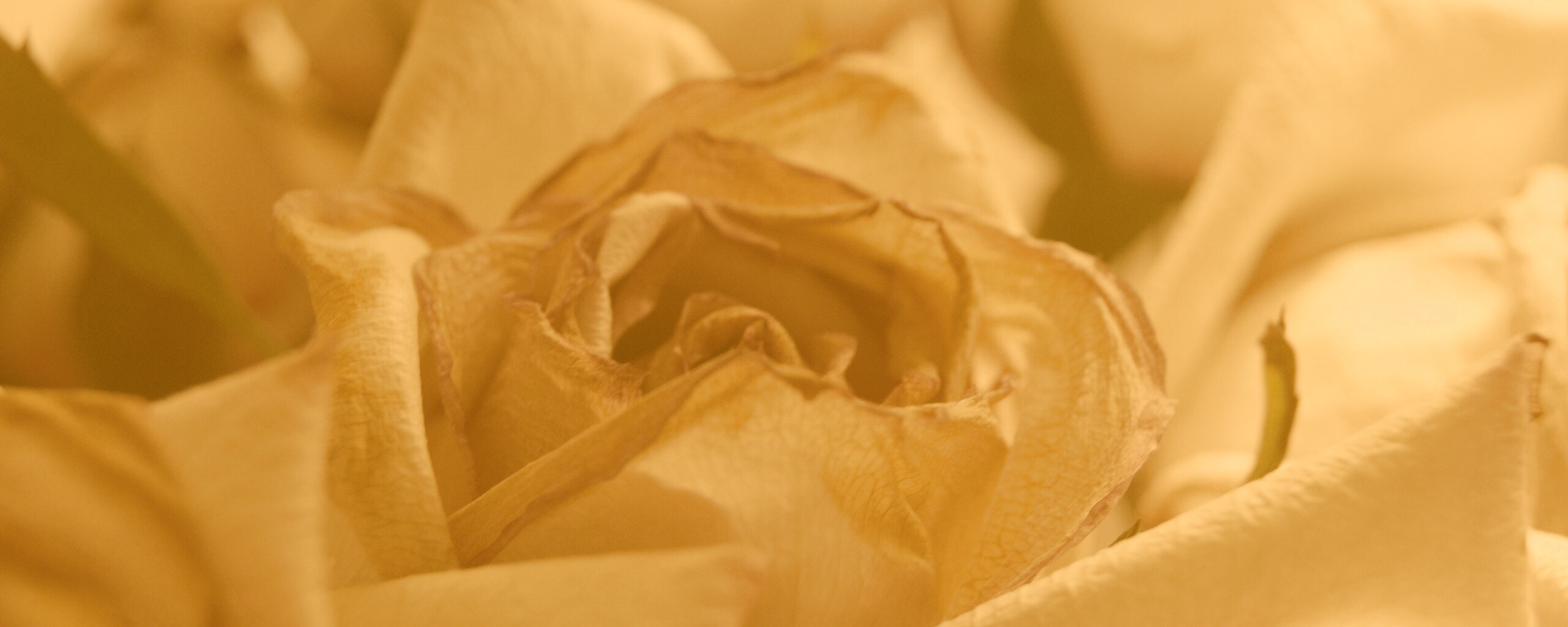 Увядающая роза обои