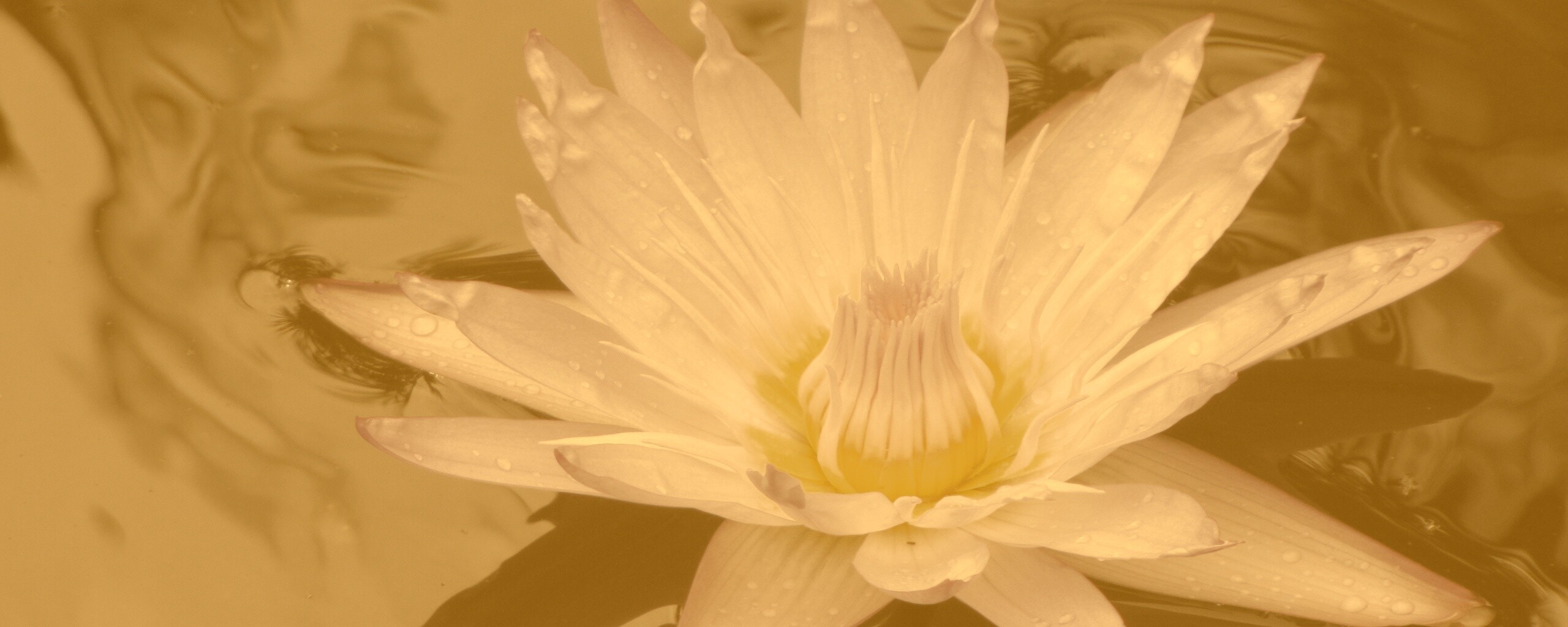 Водный цветок обои