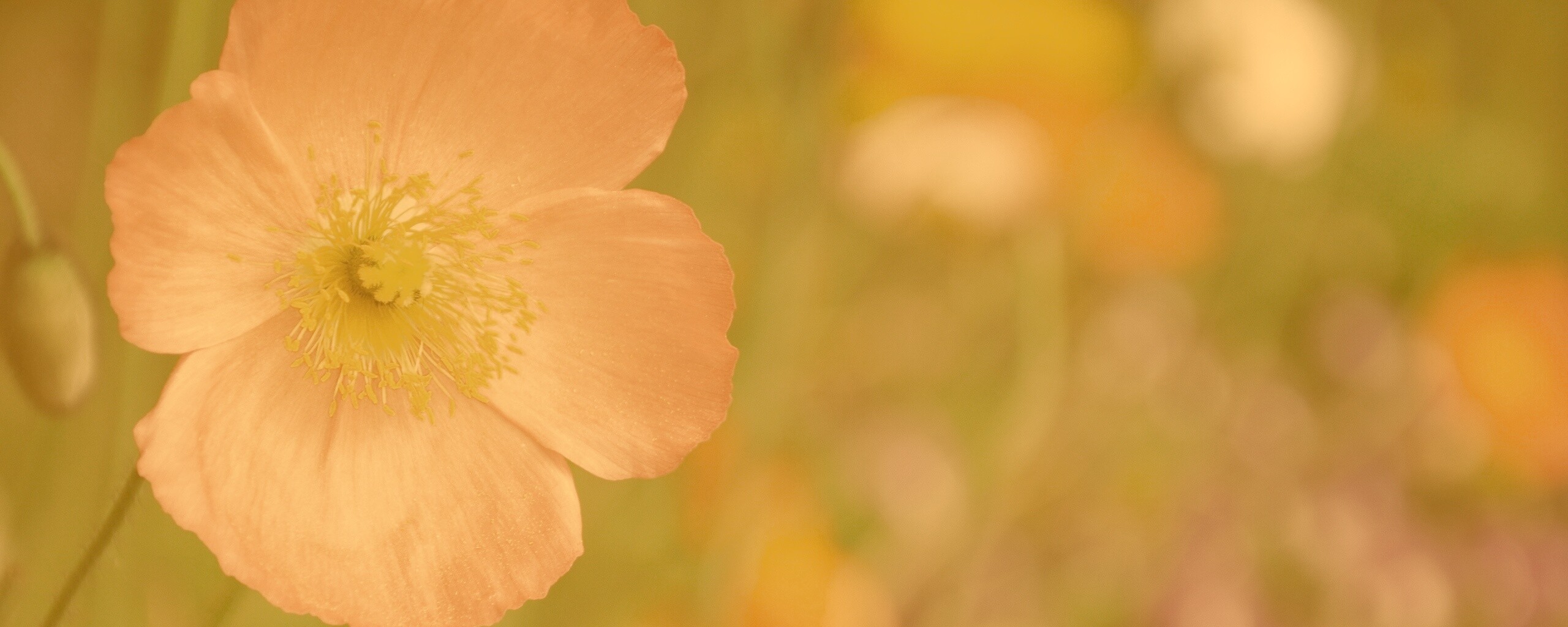 Красивый красный цветок обои