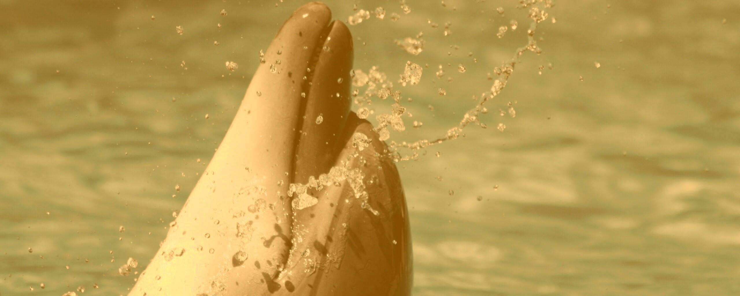 Дельфин обои