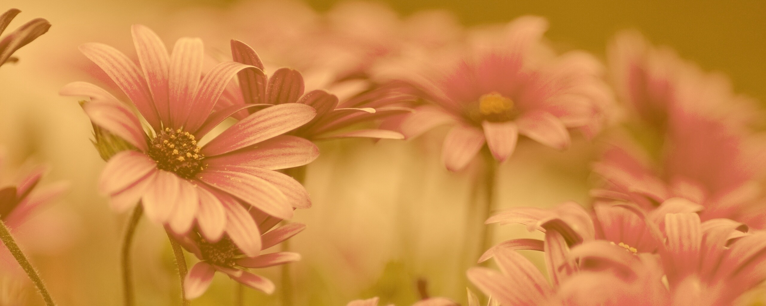 Яркие фиолетовые цветы обои