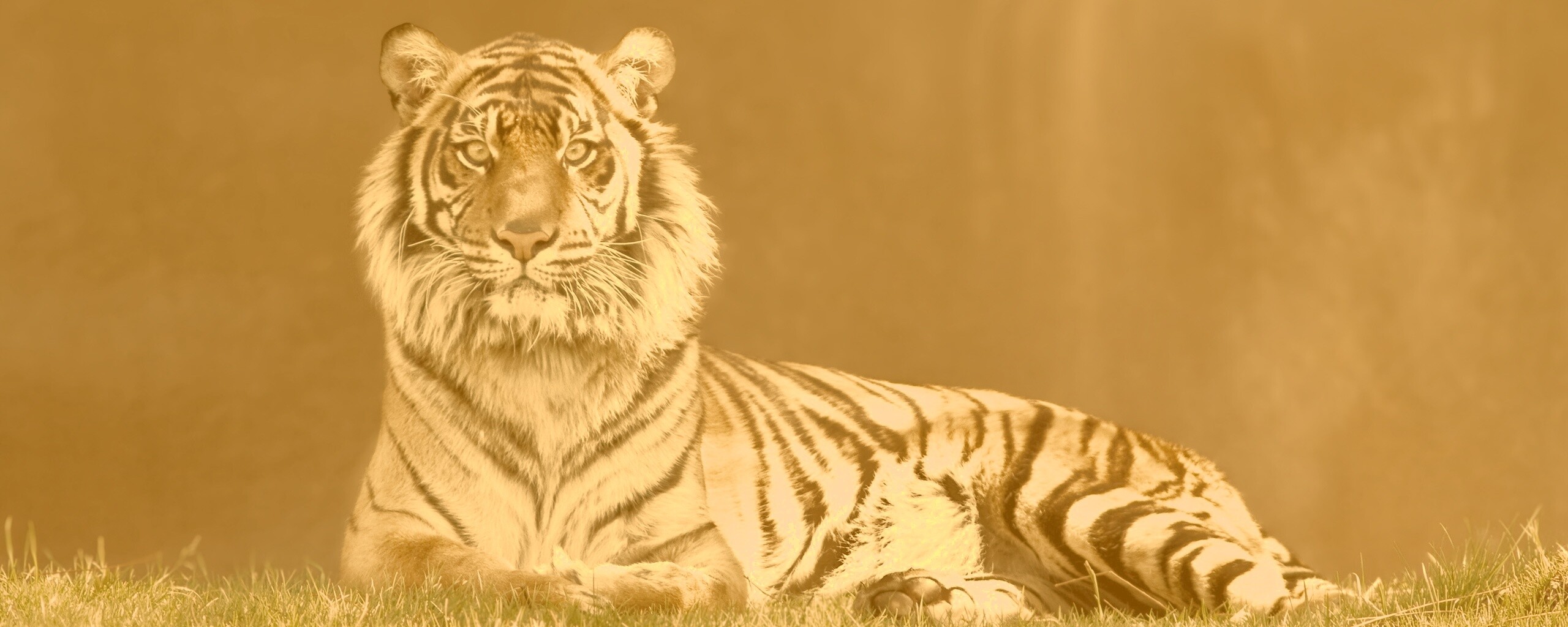 Величественный тигр обои