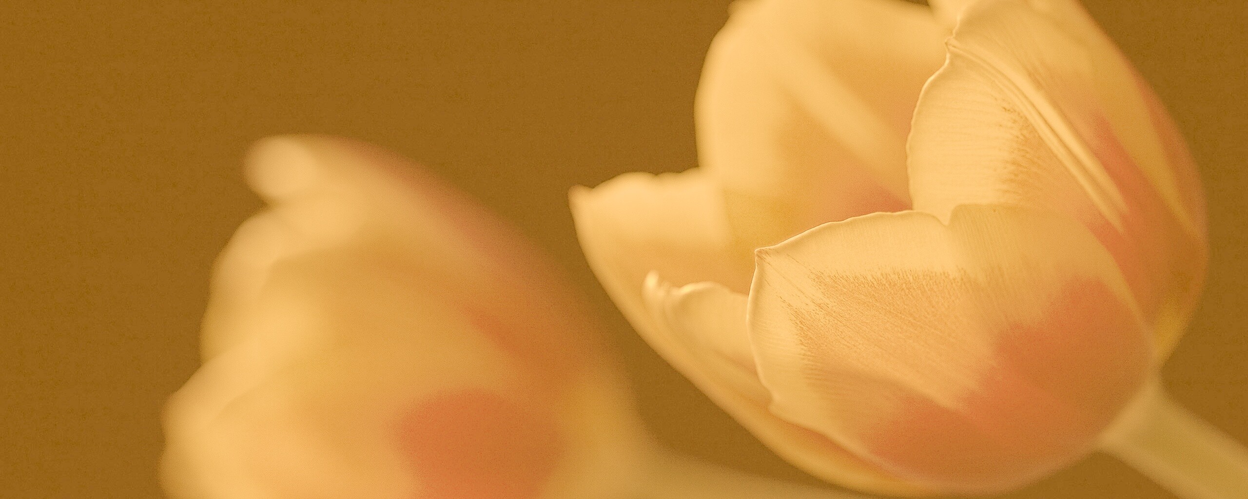 Тюльпаны в темноте обои