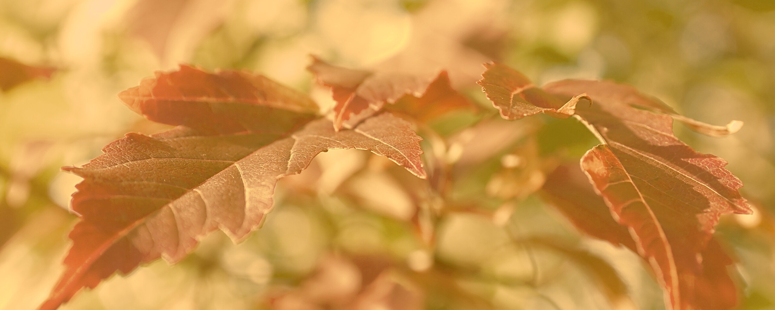 Красивые осенние листья в баговых цветах обои