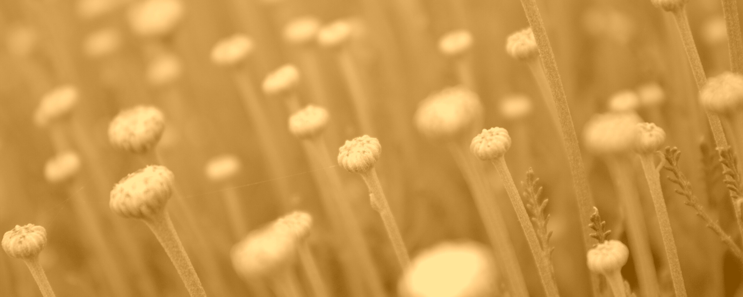 Молодые стебли обои