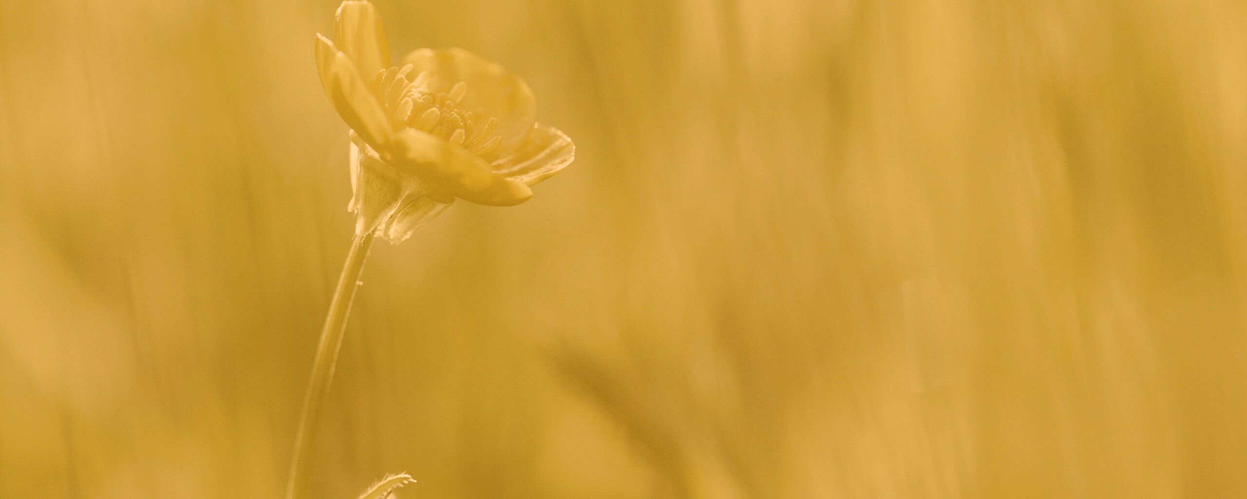 Маленький жёлтый цветочек обои