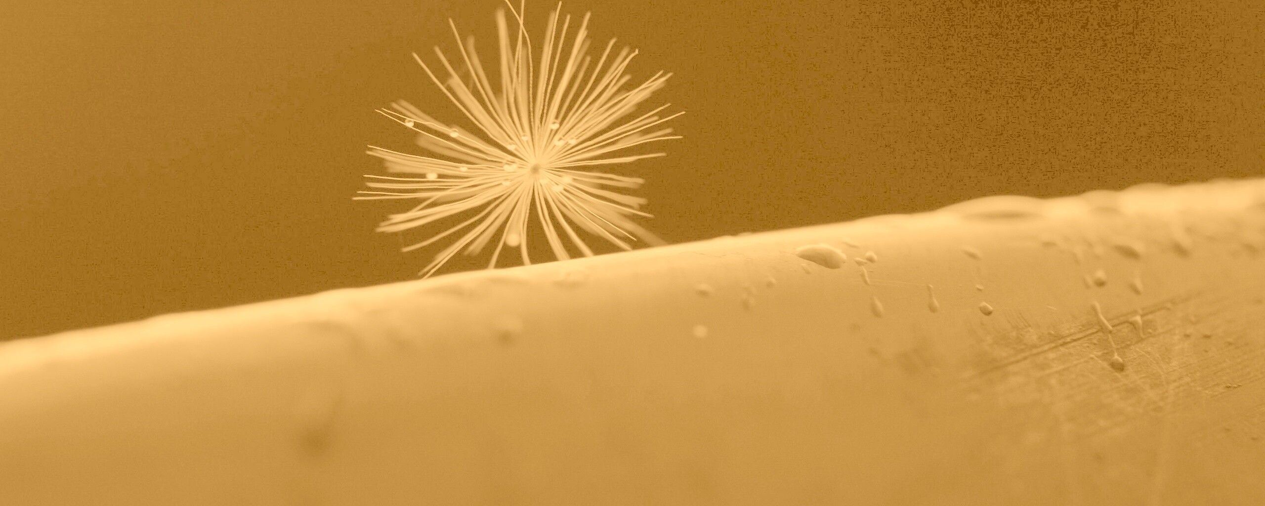 Прилипшая пушинка обои