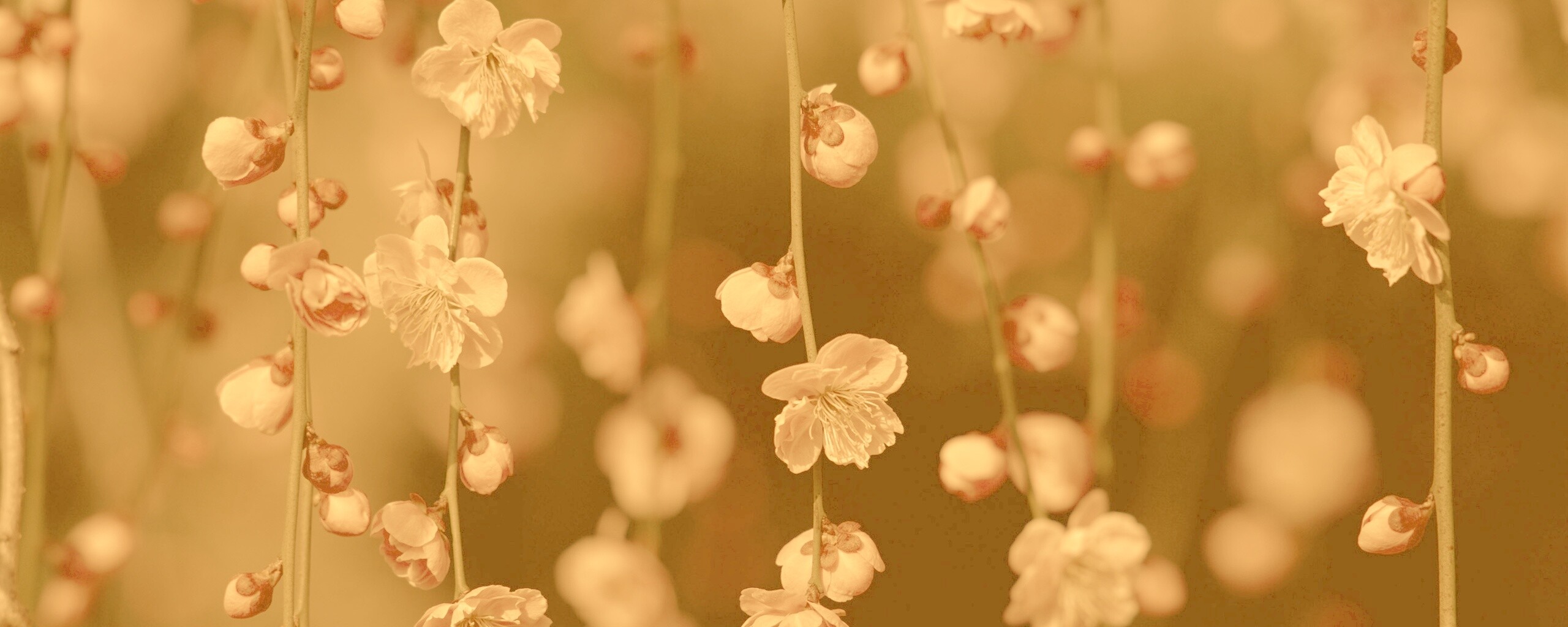 Веточки цветущего дерева обои