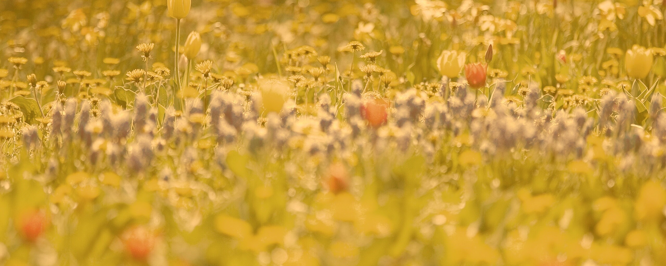 Все краски весны обои