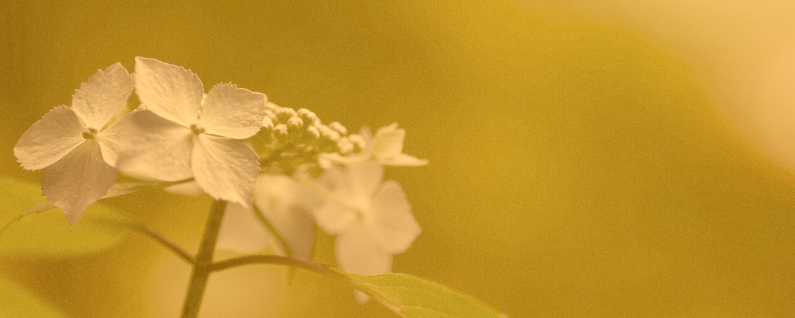 Нежно-синие цветы обои