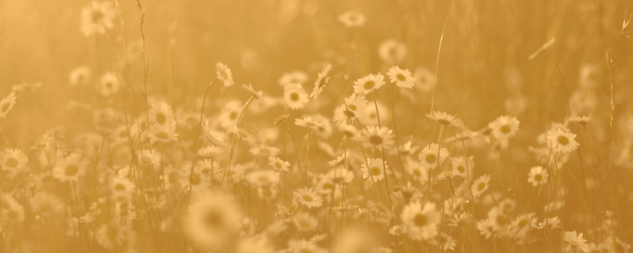 Поле ромашек обои