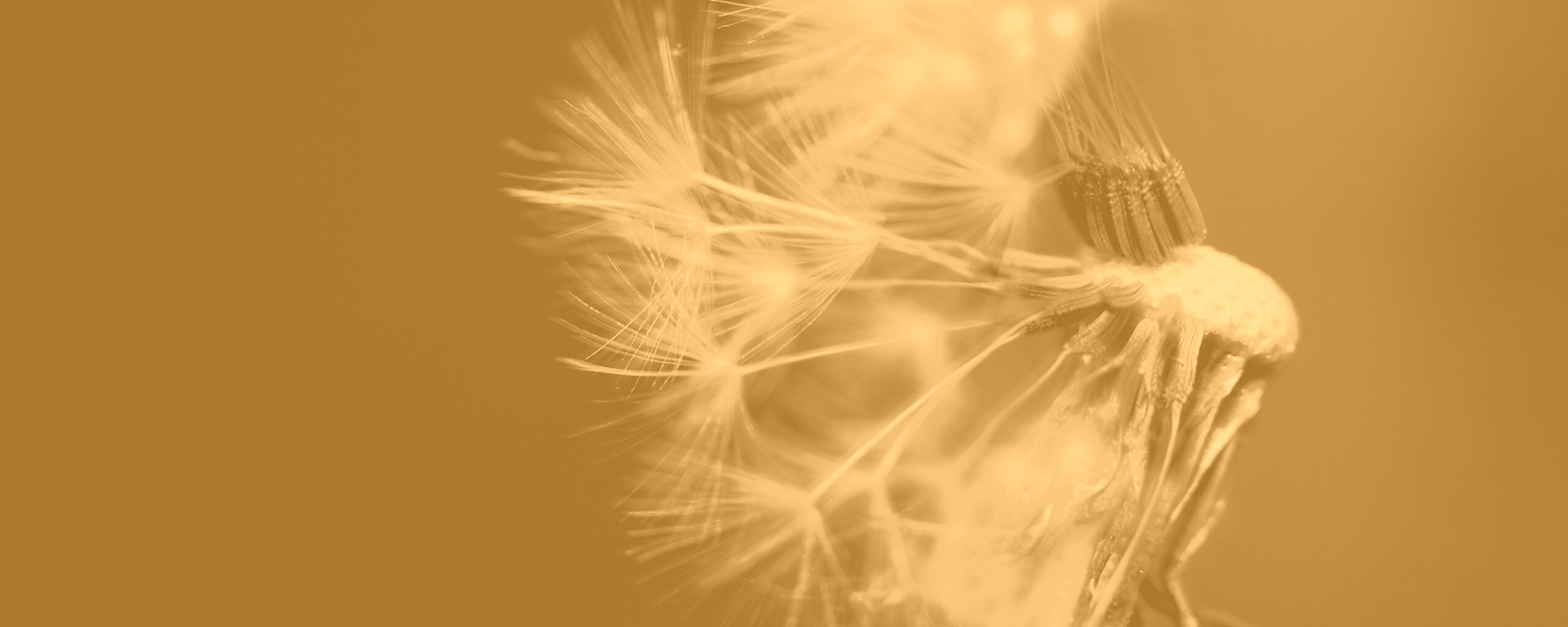 Сдутый одуванчик обои