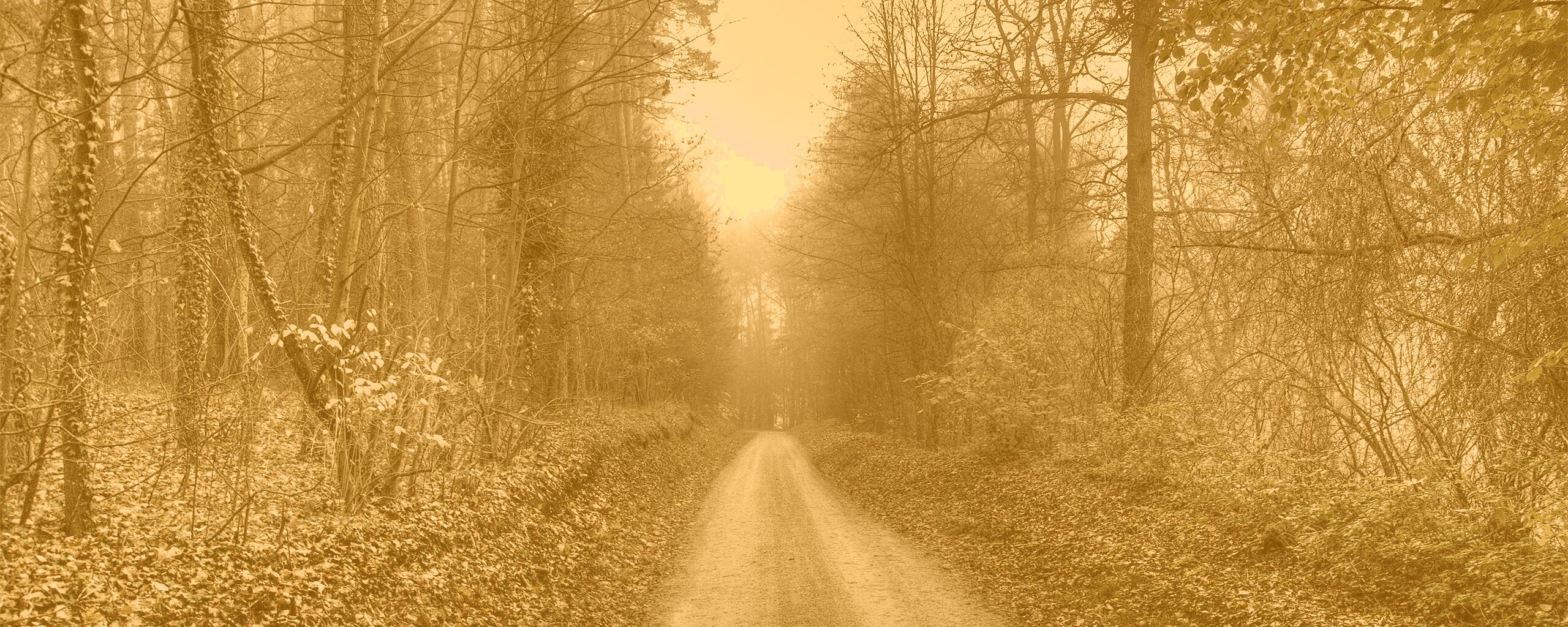 Лесная дорога обои