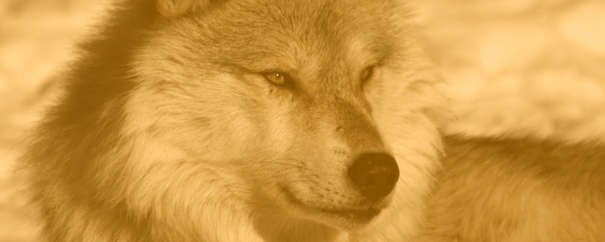 Лайка на снегу обои