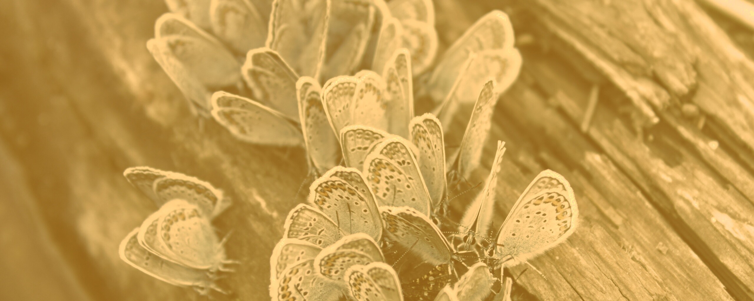 Голубые бабочки обои