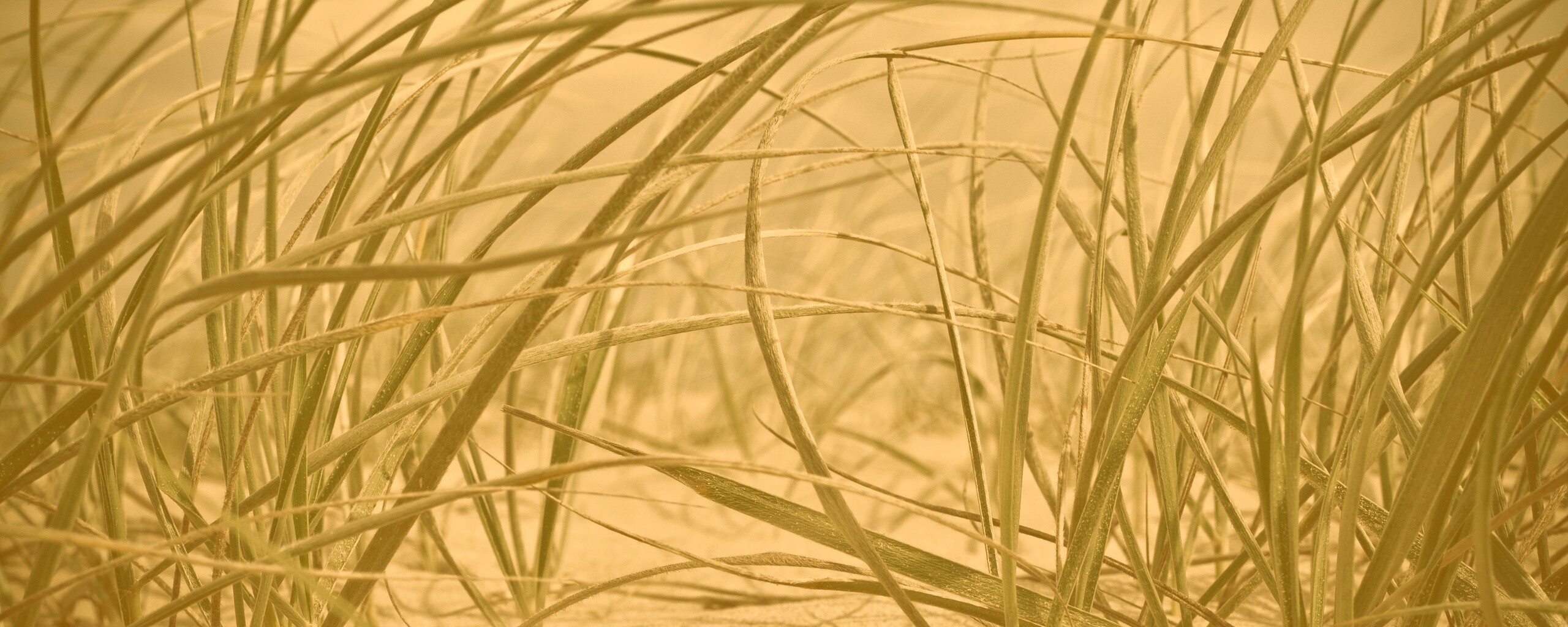 Трава на песке обои