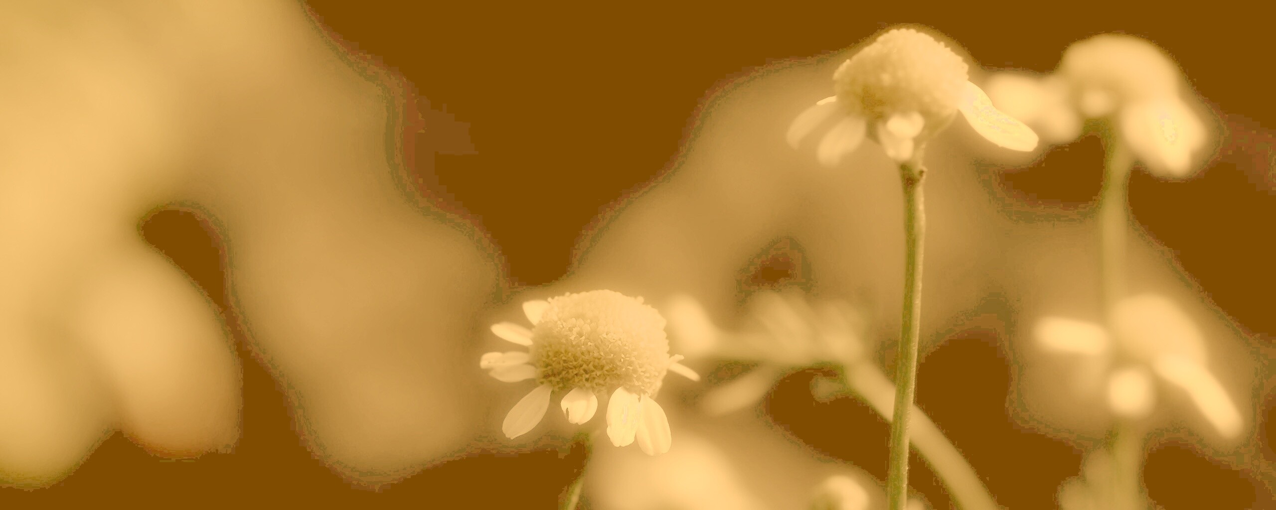 Стремный лепестун обои