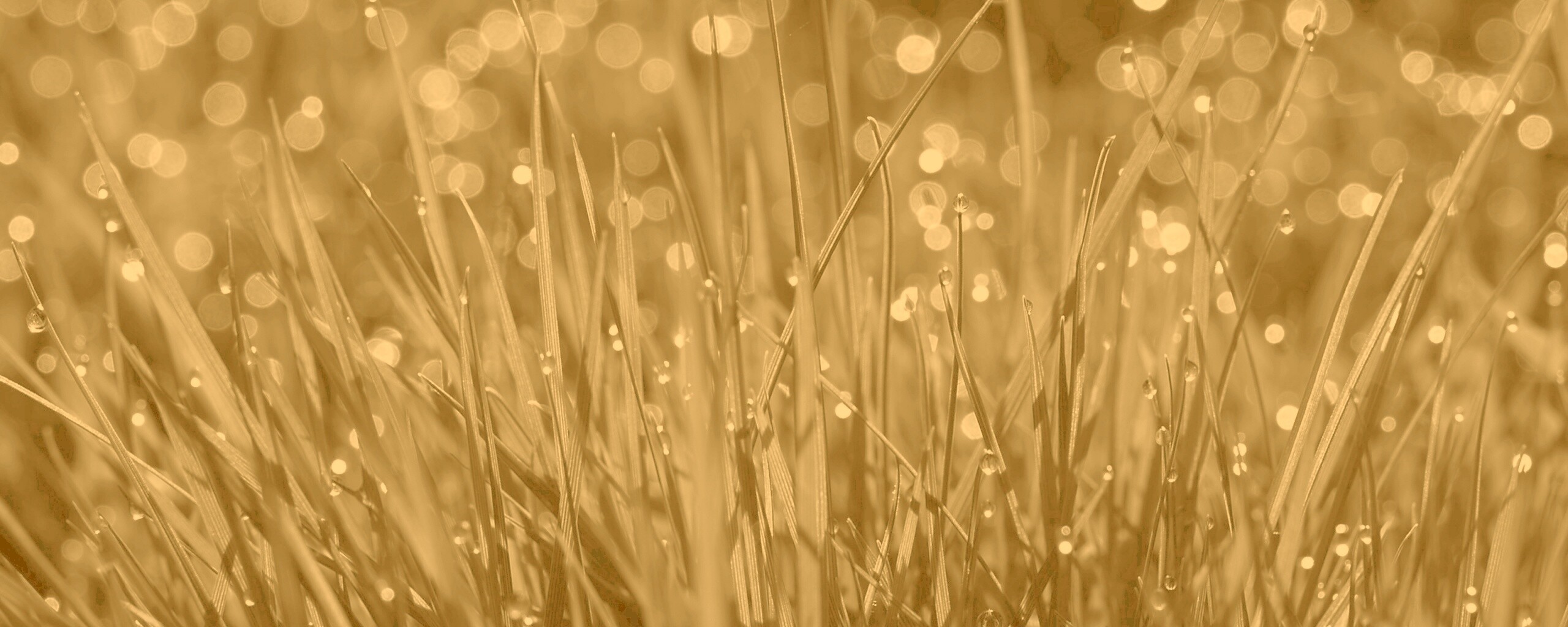 Трава ночью обои