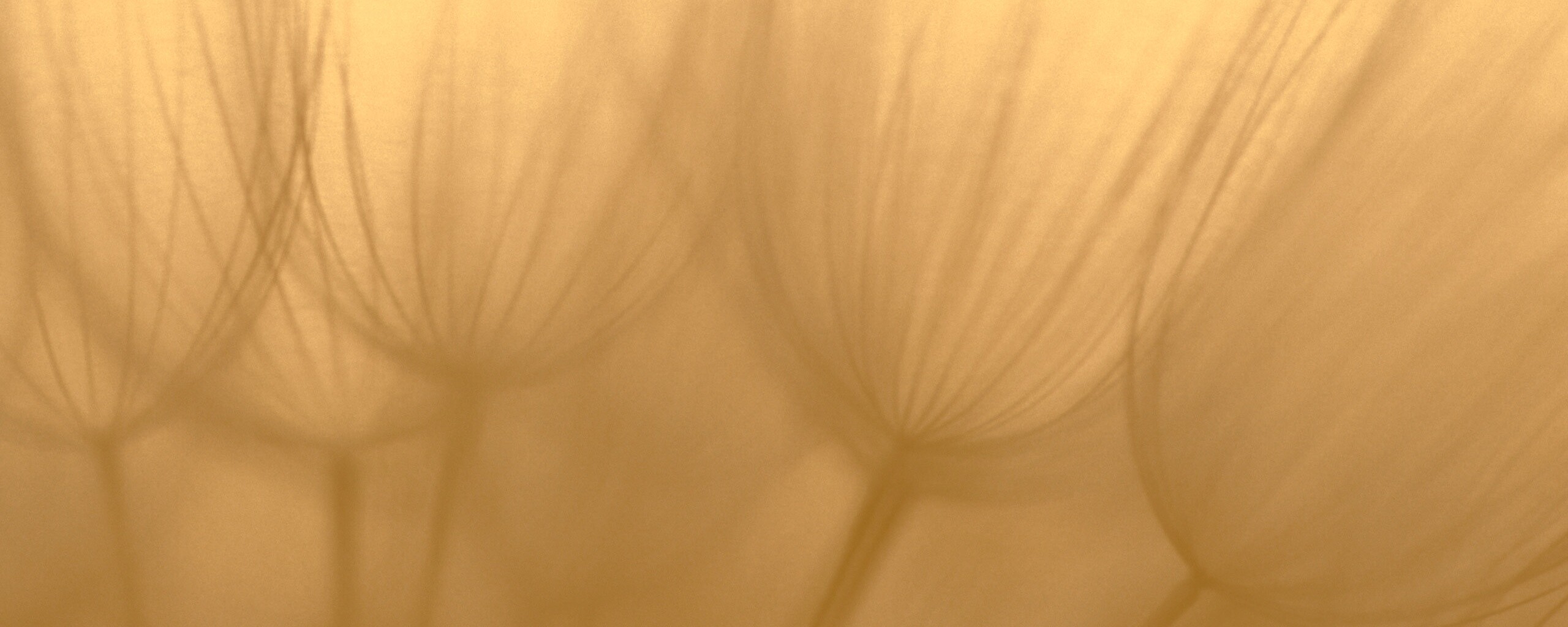 Рисунок одуванчика обои