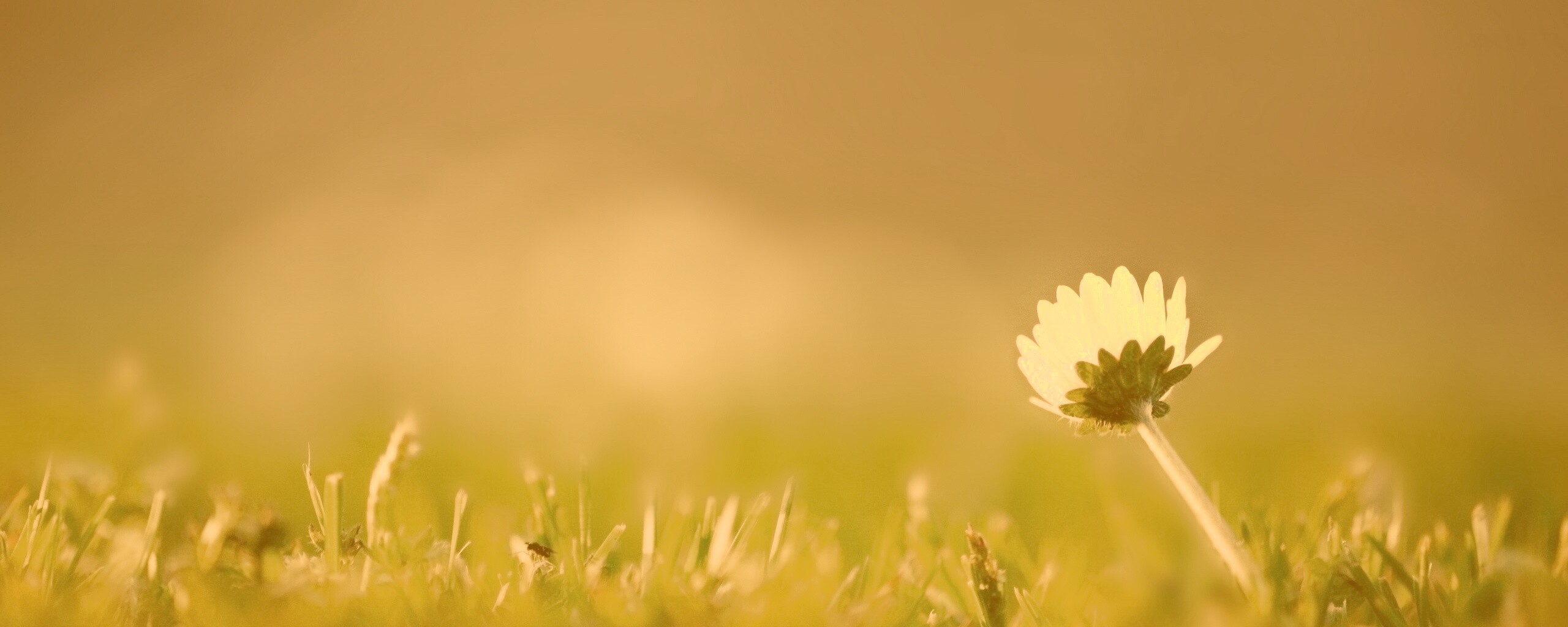 Цветок на траве обои