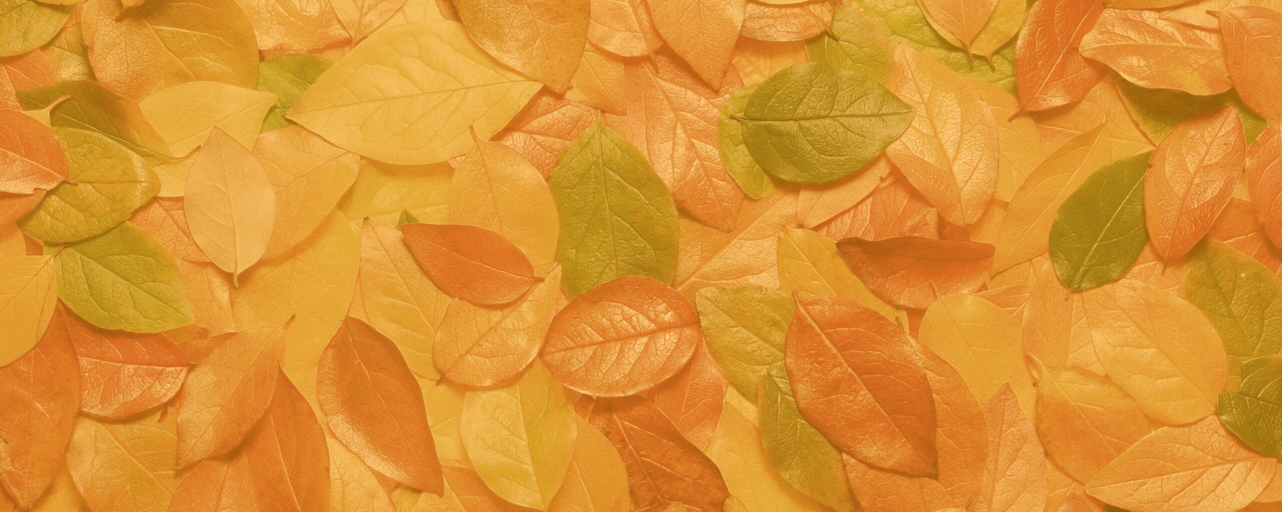 Цветной ковёр из листьев обои