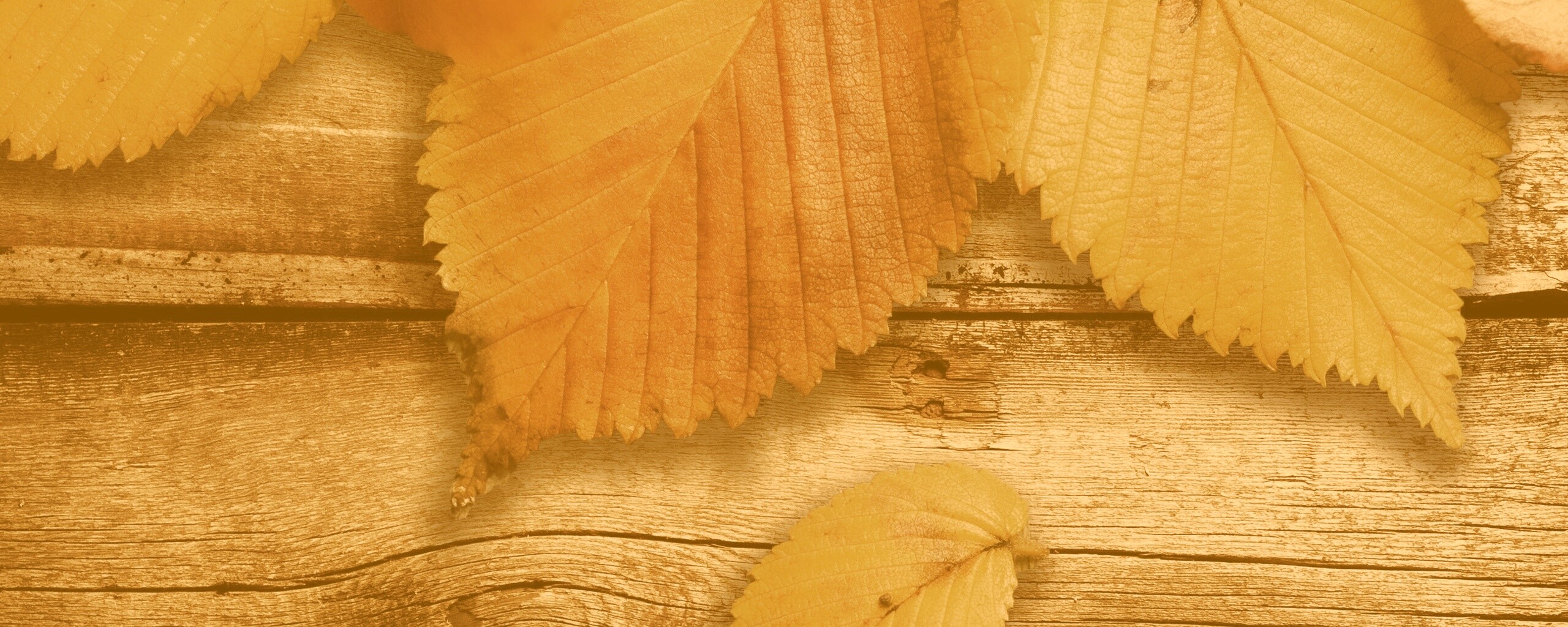 Красиво разложенные листья обои