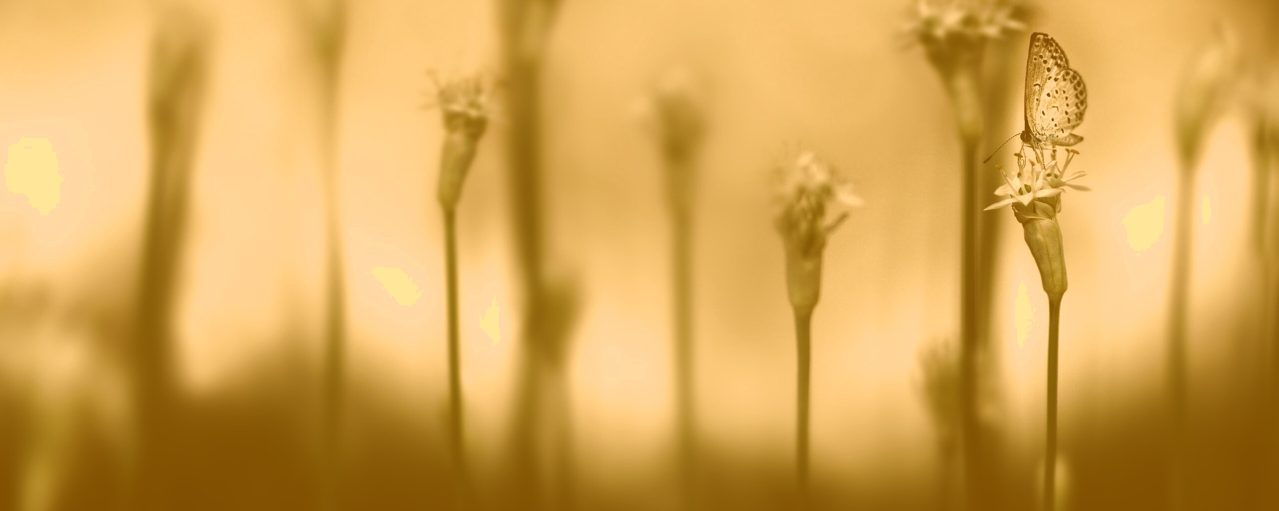 Бабочка на цветке обои