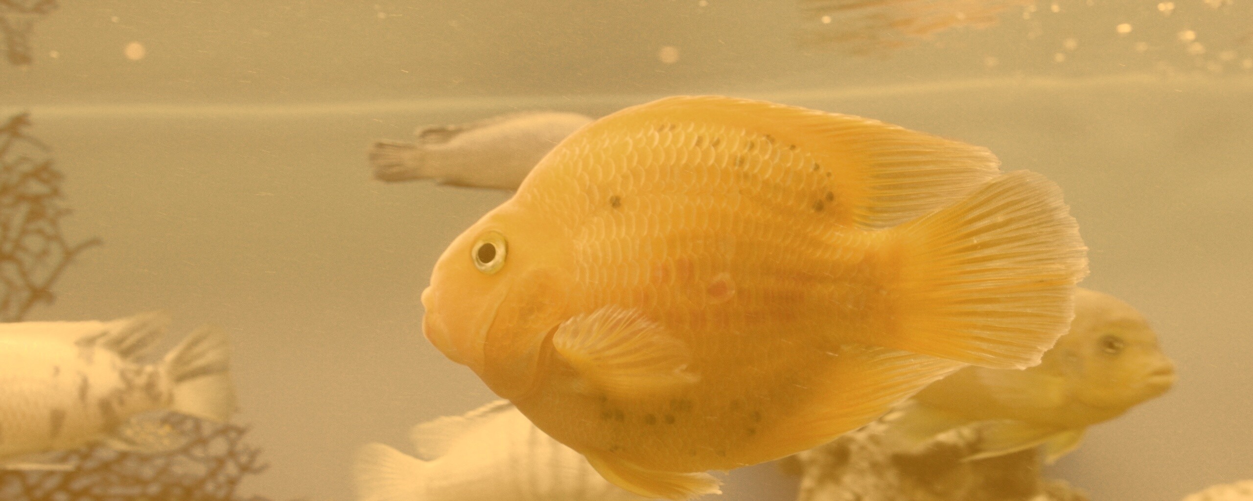 Жёлтая рыбка обои