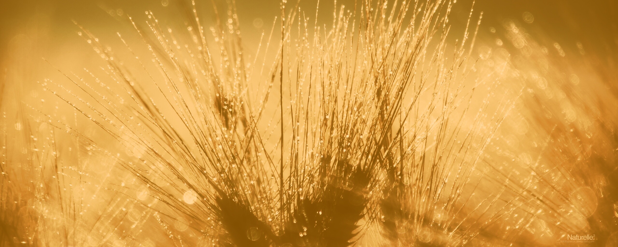 Трава на солнце обои