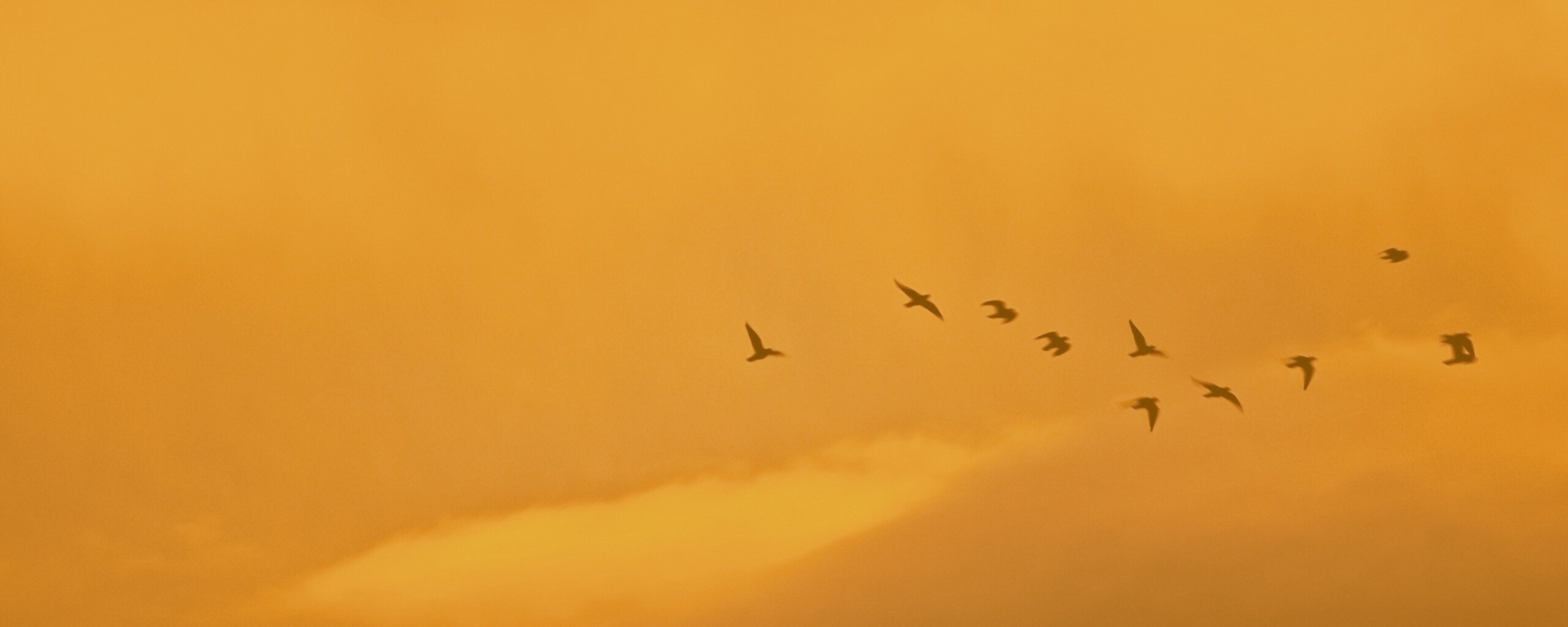 Птицы летят в закатном небе обои