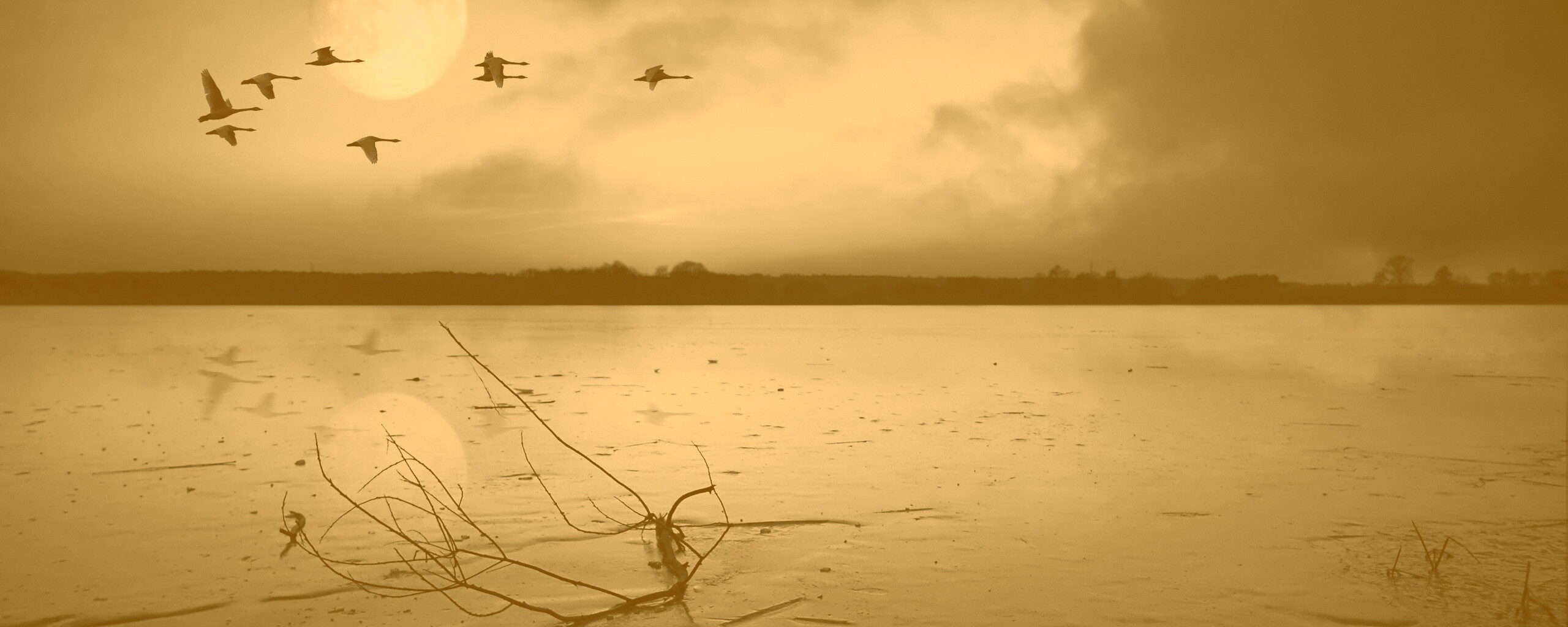 Полет птиц над озером обои
