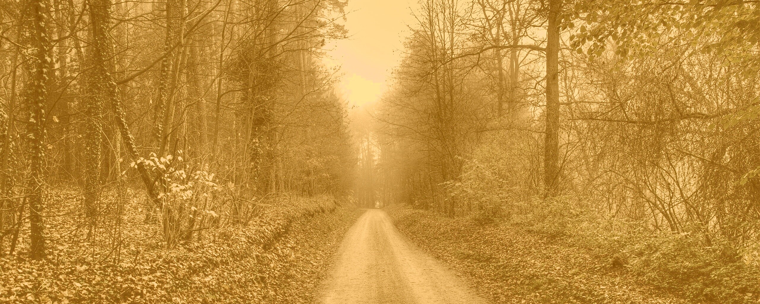 Дорога через лес обои