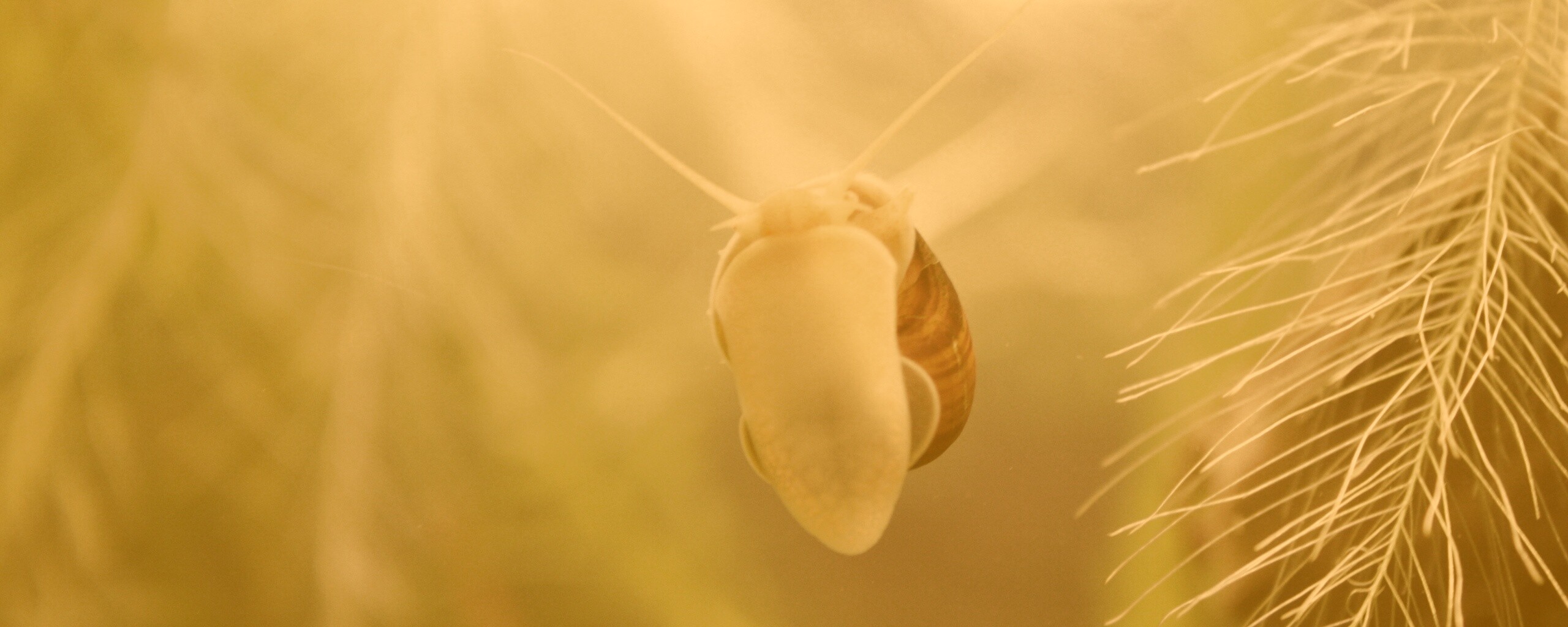 Летящее насекомое обои