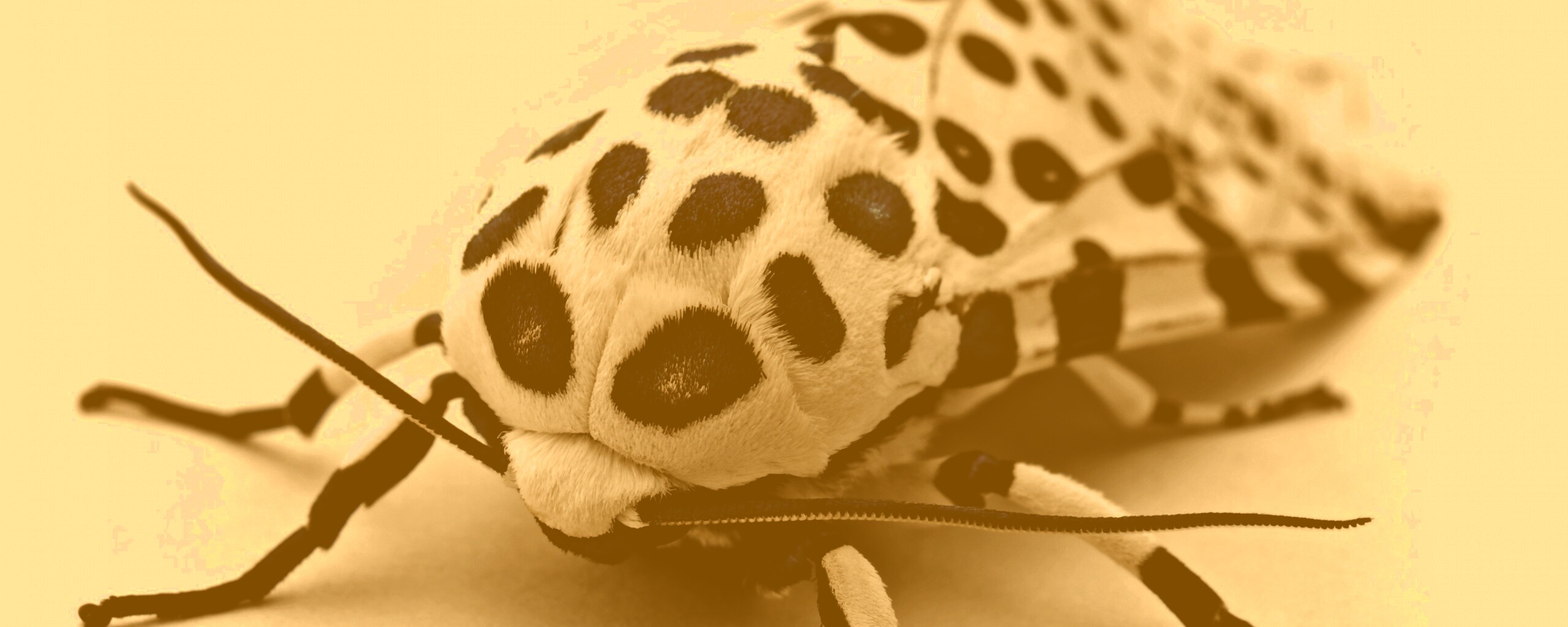 Пятнистая бабочка обои