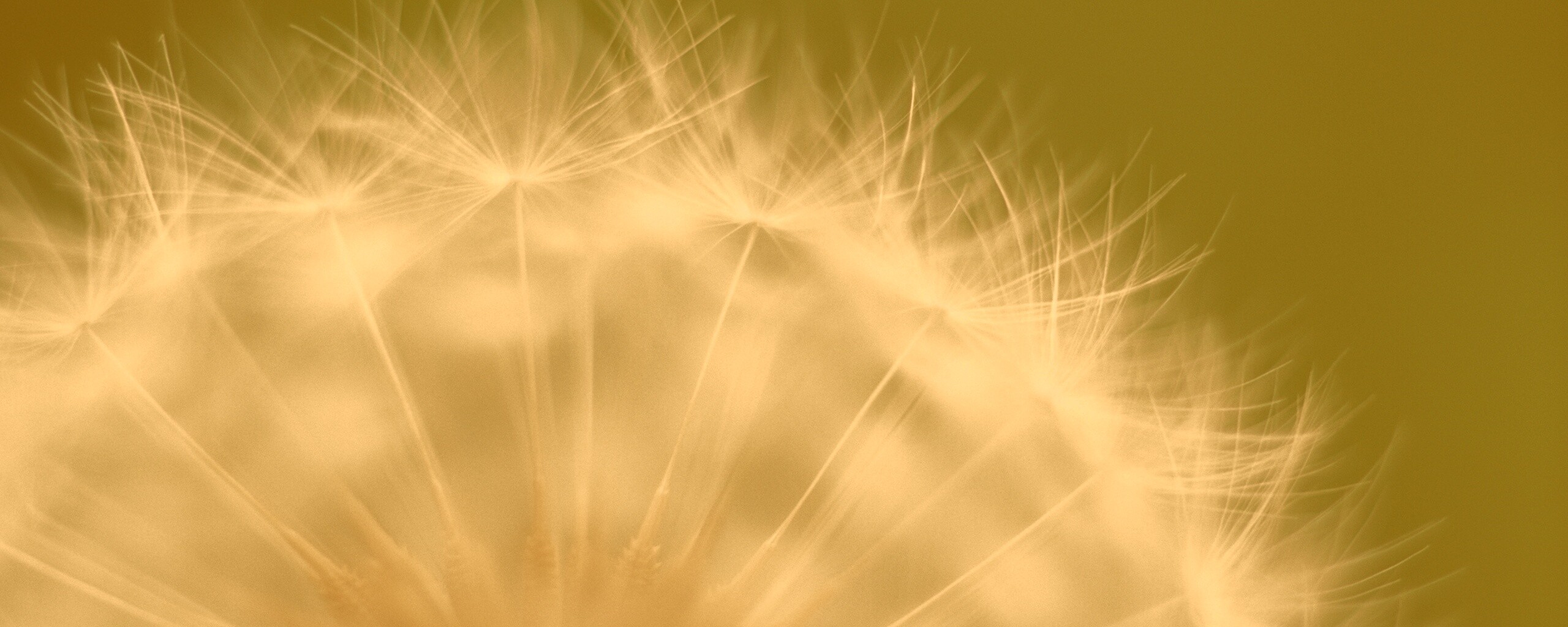 Макро фото одуванчика обои