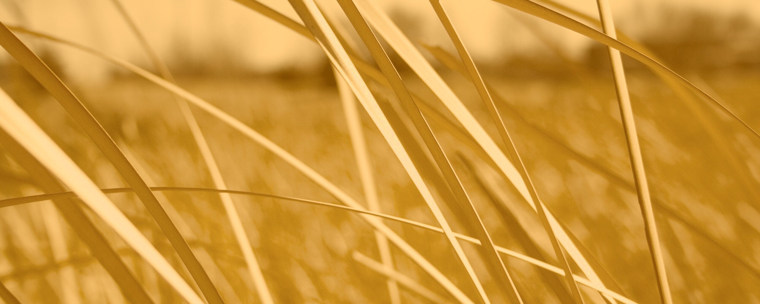 Желтая трава обои