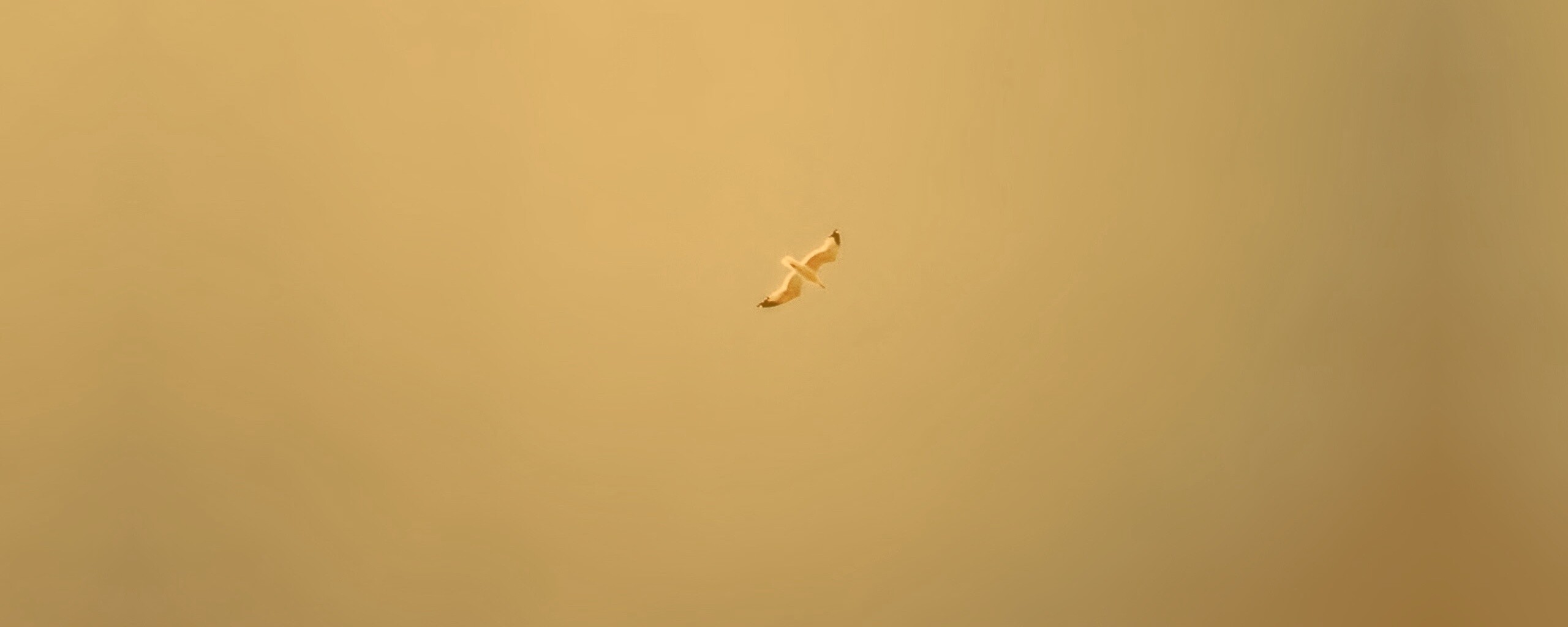 Полет  обои