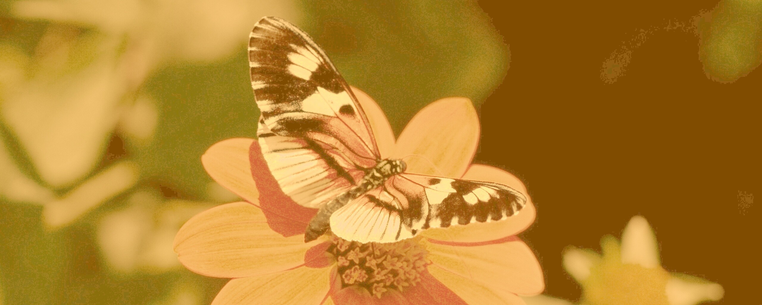 Бабочка на цветке обои