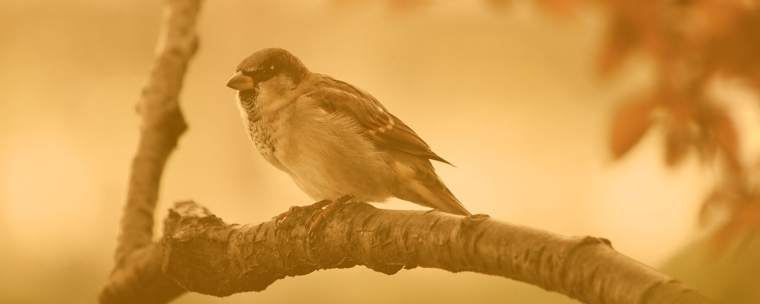 Птичка на ветке обои