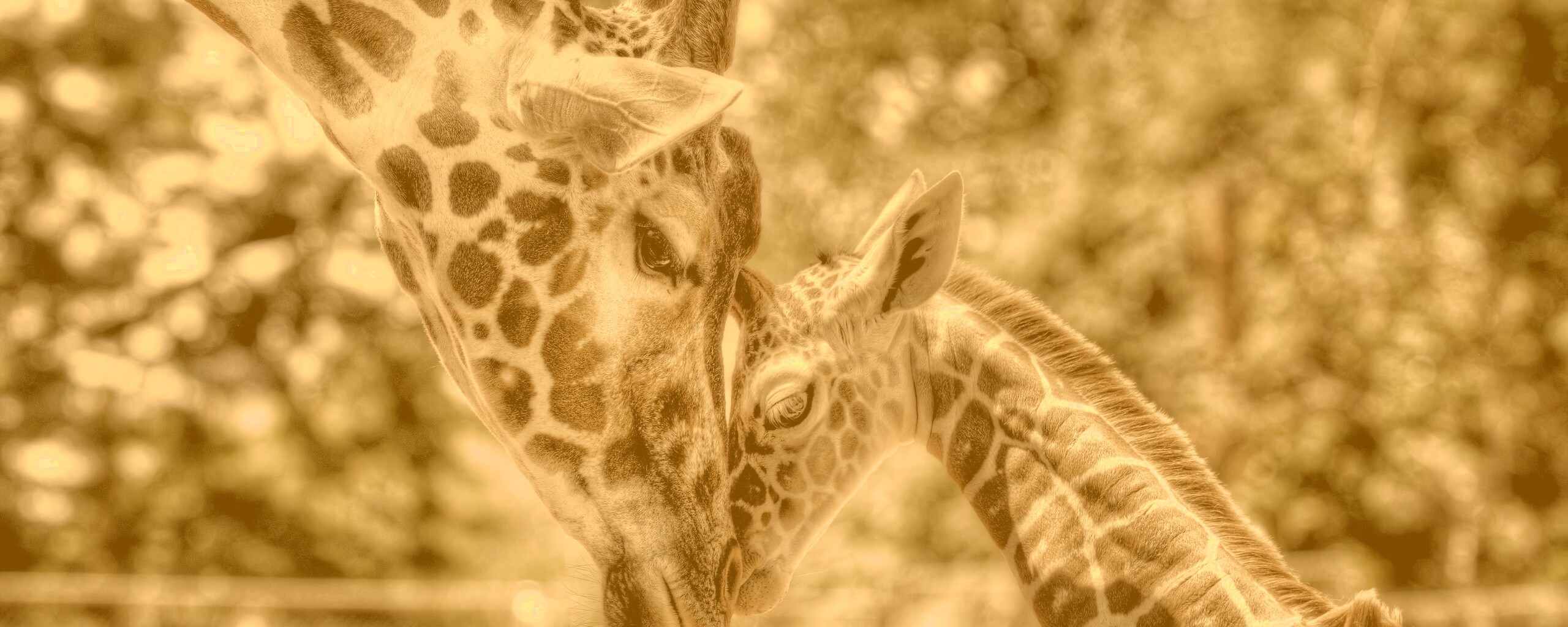 Жирафа и жирафёнок обои