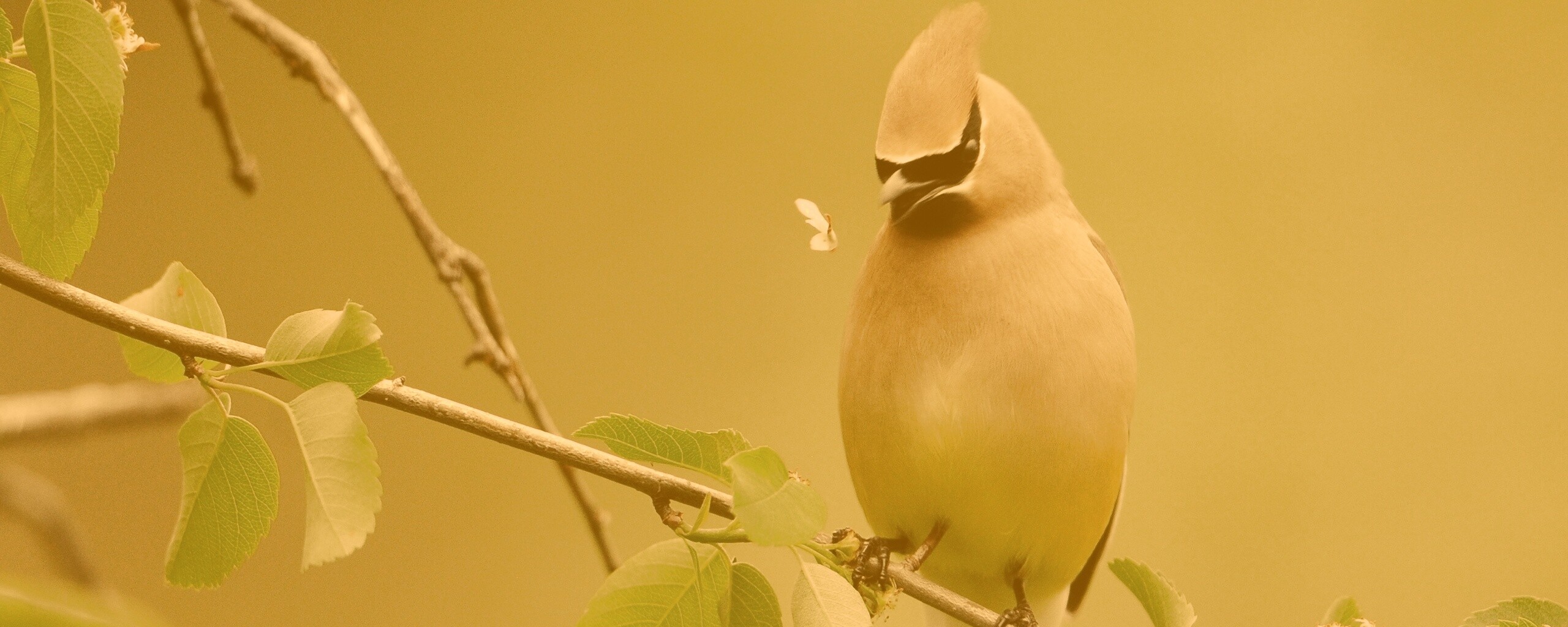 Оранжевая птичка обои
