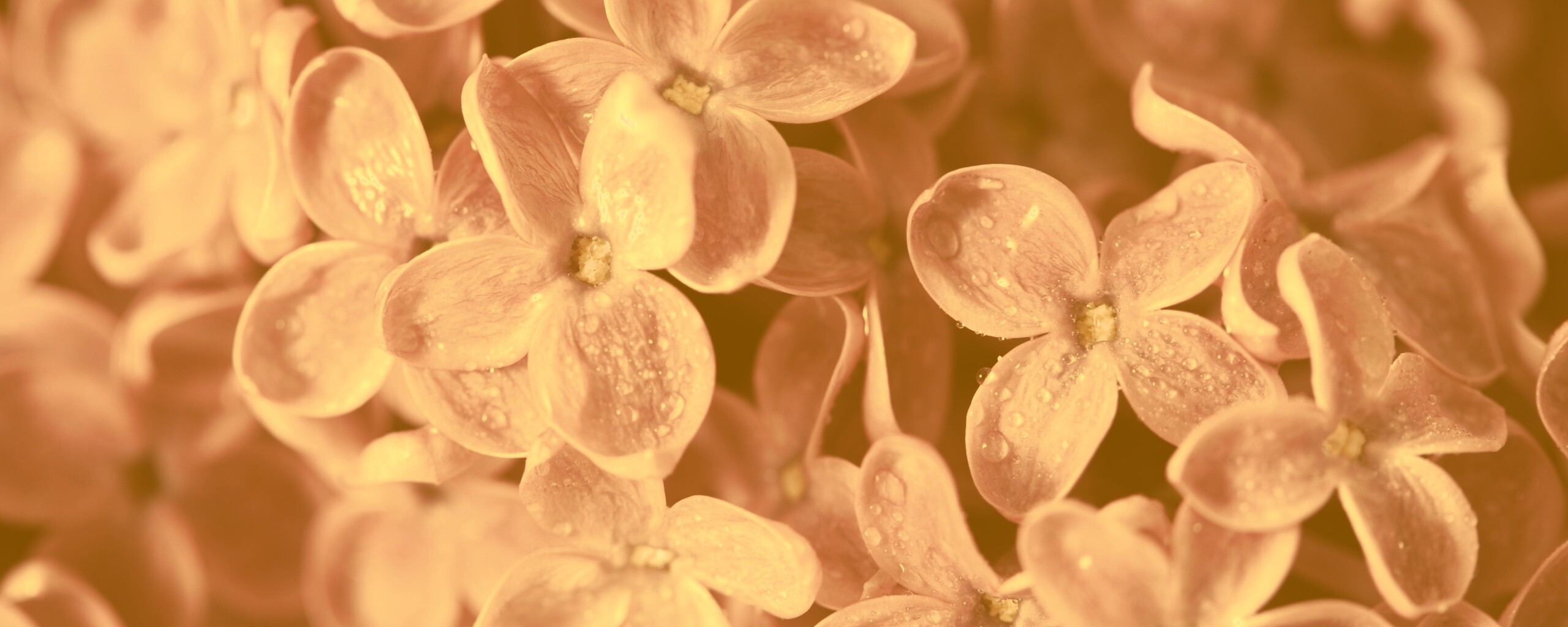 Цветы сирени обои